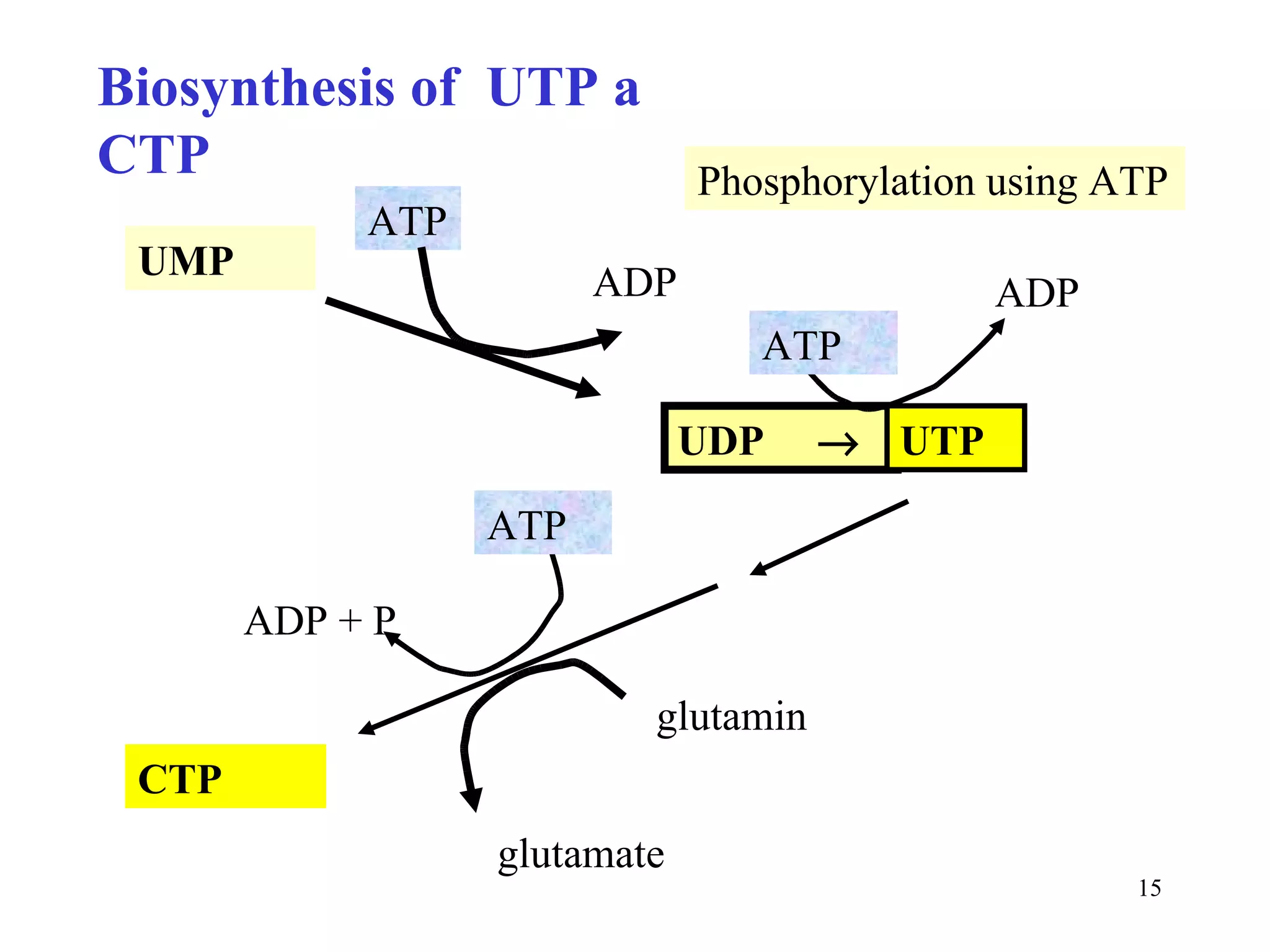 ATP Biosynthesis of  UTP a CTP Phosphorylation using ATP UMP UDP   ADP ATP ADP + P glutamin glutamate CTP ATP ADP UTP 