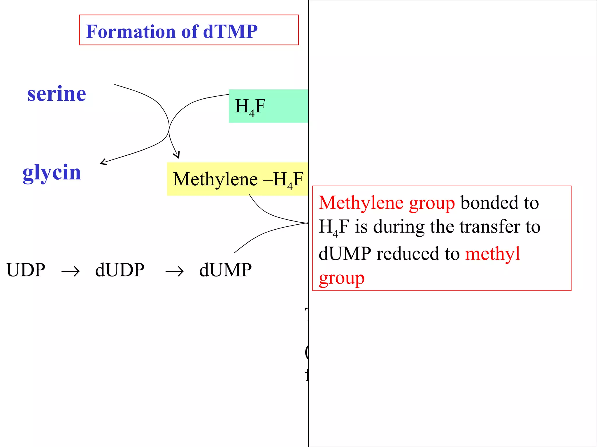 UDP     dUDP     dUMP  TMP Methylene –H 4 F DHF serine Thymidylátsynthasa (enzym závislý na folátu) Dihydrofolátreduktasa glycin Formation of dTMP NADPH NADP Methylene group  bonded to   H 4 F is during the transfer to dUMP reduced to  methyl group H 4 F 