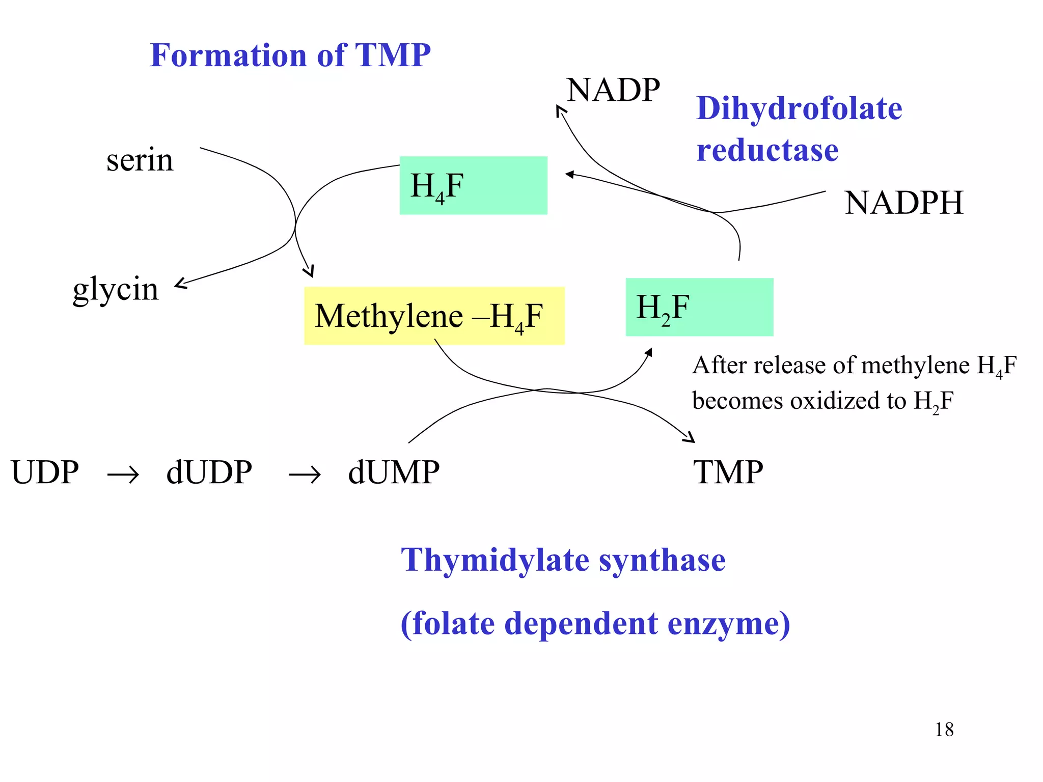 UDP     dUDP     dUMP  TMP Thymidylate synthase (folate dependent enzyme) Dihydrofolate reductase Formation of TMP NADP After release of methylene H 4 F becomes oxidized to H 2 F Methylene –H 4 F H 2 F serin H 4 F glycin NADPH 