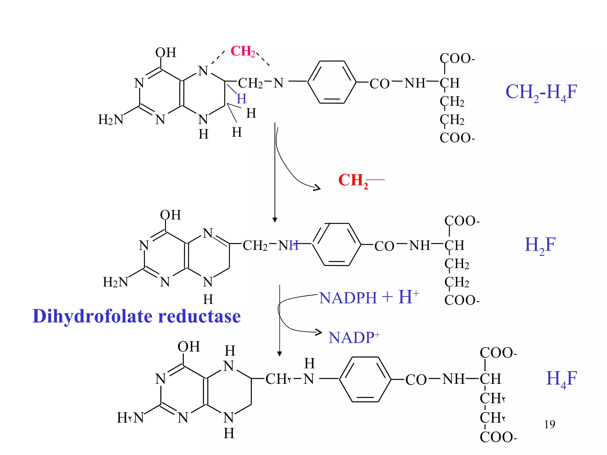 N N O H N H 2 N C O N H C H C H 2 C H 2 C O O - C O O - C H 2 N N H C H 2 N N O H N H 2 N C O N H C H C H 2 C H 2 C O O - C O O - C H 2 N H N NADPH  + H + NADP + CH 2 CH 2 -H 4 F H 2 F H 4 F H H H H Dihydrofolate reductase 