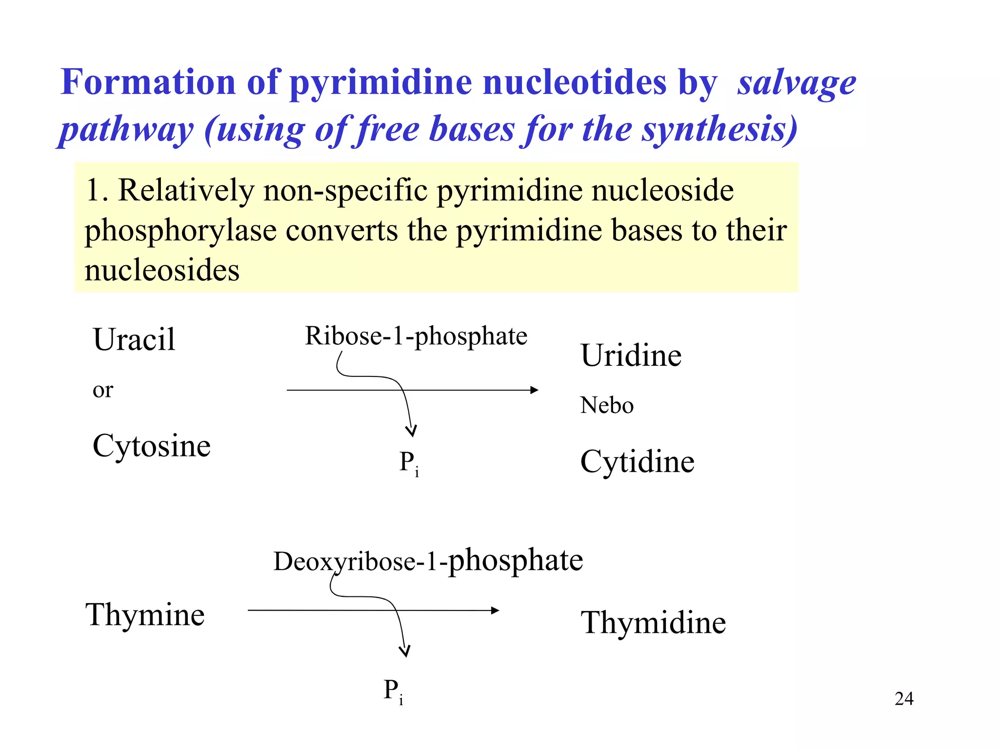 Formation of pyrimidine nucleotides by  salvage pathway (using of free bases for the synthesis) Thymine Deoxyribose-1- phosphate P i Thymidine 1. Relatively non-specific pyrimidine nucleoside phosphorylase converts the pyrimidine bases to their nucleosides Uracil or Cytosine Ribose-1-phosphate P i Uridine Nebo Cytidine 
