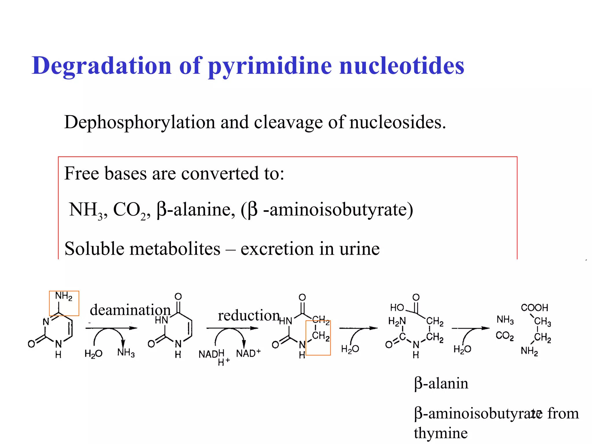 Degradation of pyrimidine nucleotides Free bases are converted to: NH 3 , CO 2 ,   -alanine, (   -aminoisobutyrate) Soluble metabolites – excretion in urine deamination reduction  -alanin  -aminoisobutyrate from thymine Dephosphorylation and cleavage of nucleosides. 