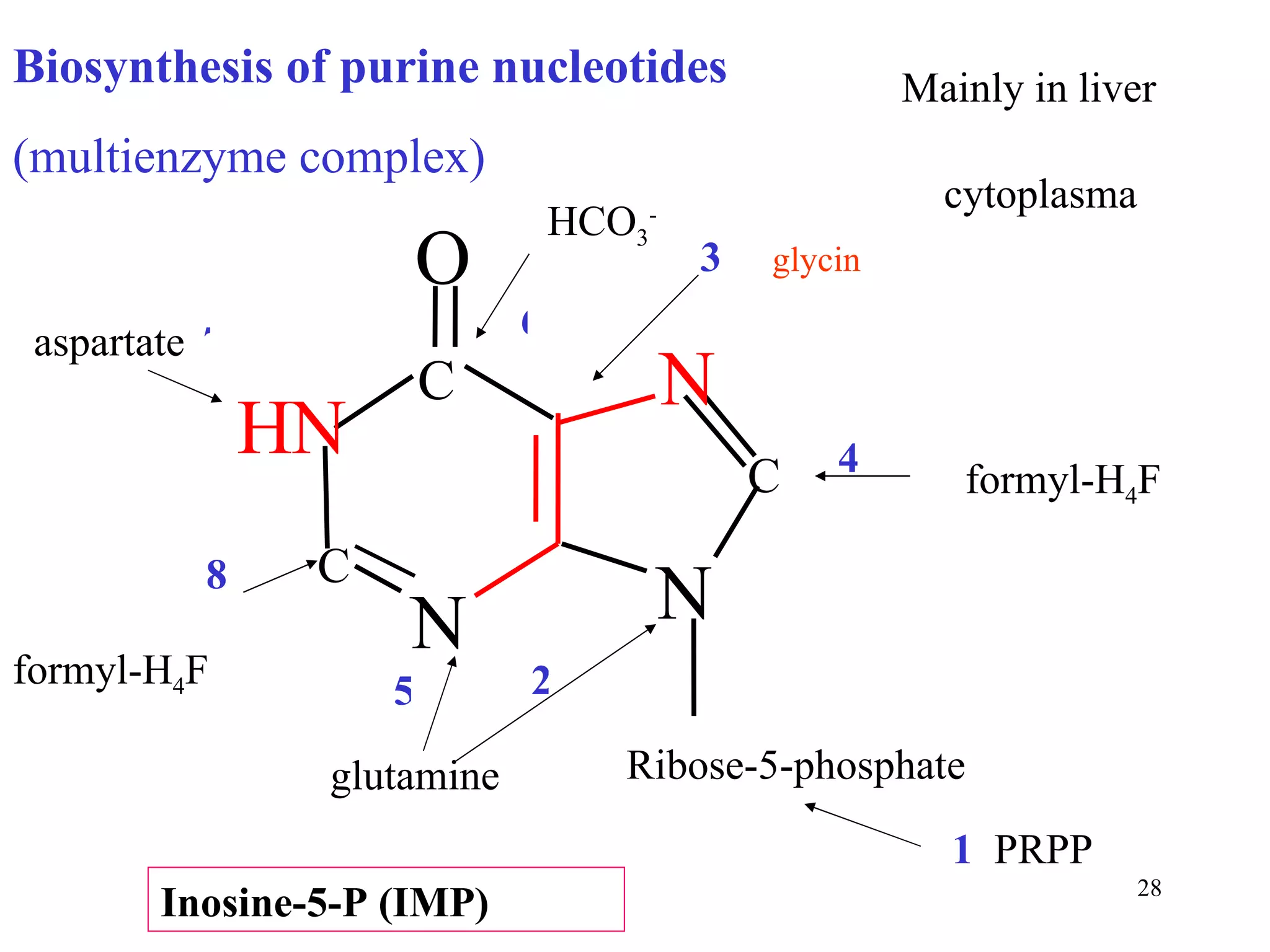 Ribose-5-phosphate 3  glycin HCO 3 - aspartate formyl-H 4 F glutamine 1   PRPP  formyl-H 4 F 2 4 6 7 8 Biosynthesis of purine nucleotides (multienzyme complex) Inosine-5-P (IMP) 5 cytoplasma Mainly in liver N H N O N N C C C 
