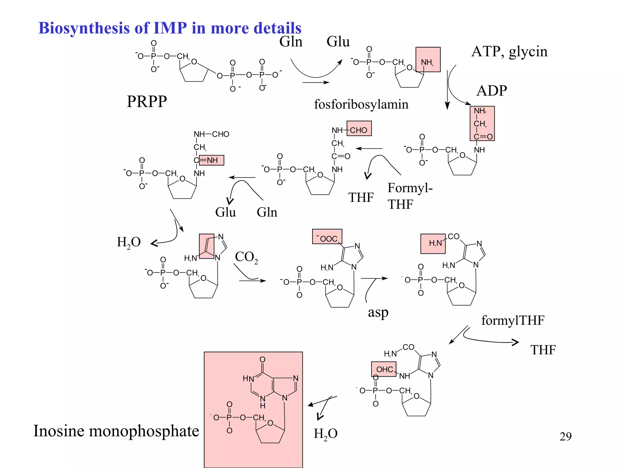 Biosynthesis of IMP in more details Gln  Glu Inosine monophosphate ATP, glycin ADP Formyl-THF THF Glu  Gln H 2 O CO 2 asp formylTHF THF H 2 O fosforibosylamin PRPP 