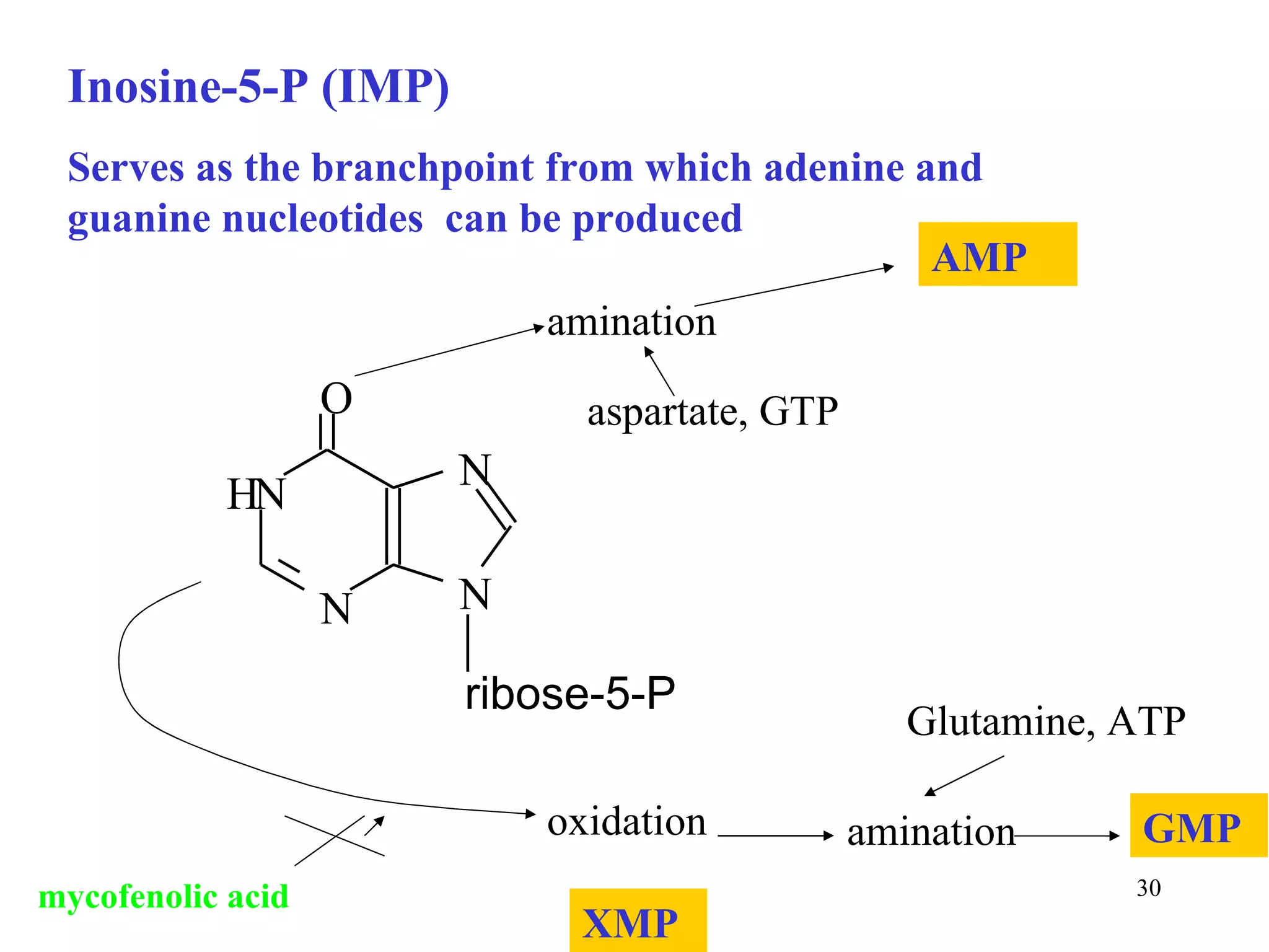 Inosine-5-P (IMP) Serves as the branchpoint from which adenine and guanine nucleotides  can be produced aspartate, GTP amination AMP oxidation amination GMP Glutamine, ATP XMP mycofenolic acid N N O N N H ribose-5-P 
