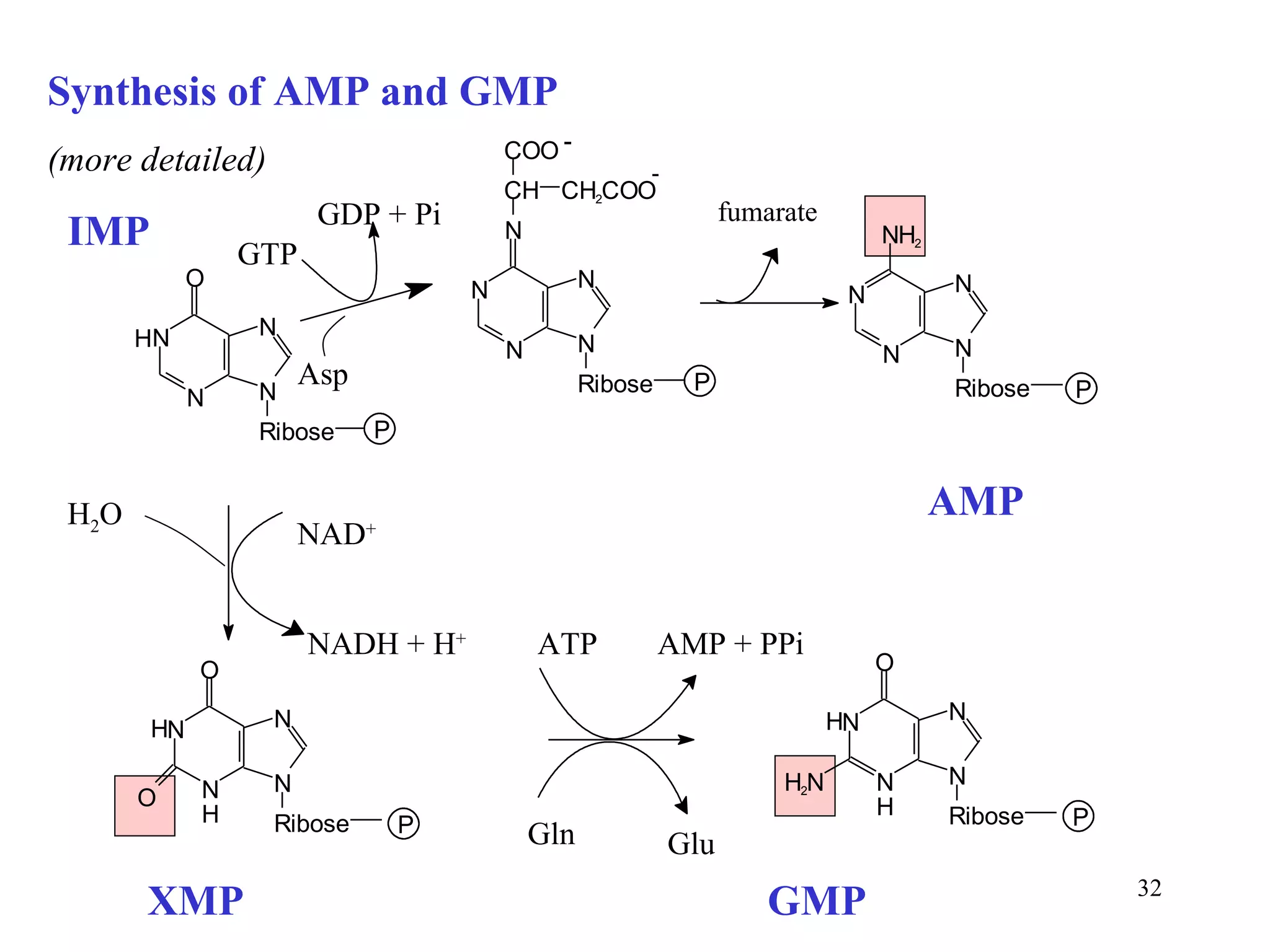 Synthesis of AMP and GMP (more detailed) IMP Asp GTP GDP + Pi fumarate AMP NAD + NADH + H + ATP AMP + PPi XMP GMP Gln Glu H 2 O N N O N N R i b o se H P N N N C H C H 2 C O O C O O N N R i b o se P - - N N N H 2 N N R i b o se P N N O O N N R i b o se H P N N O H 2 N N N R i b o se H P H H 