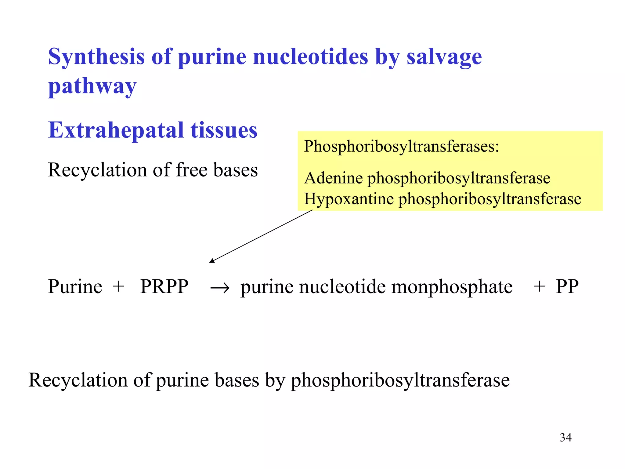 Synthesis of purine nucleotides by salvage pathway Extrahepatal tissues Recyclation of free bases Purine  +  PRPP     purine nucleotide monphosphate  +  PP Phosphoribosyltransferases: Adenine phosphoribosyltransferase  Hypoxantine phosphoribosyltransferase Recyclation of purine bases by phosphoribosyltransferase 