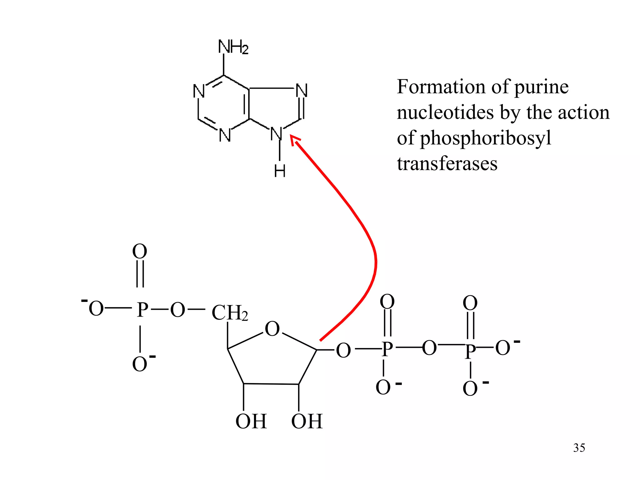 Formation of purine nucleotides by the action of phosphoribosyl transferases 