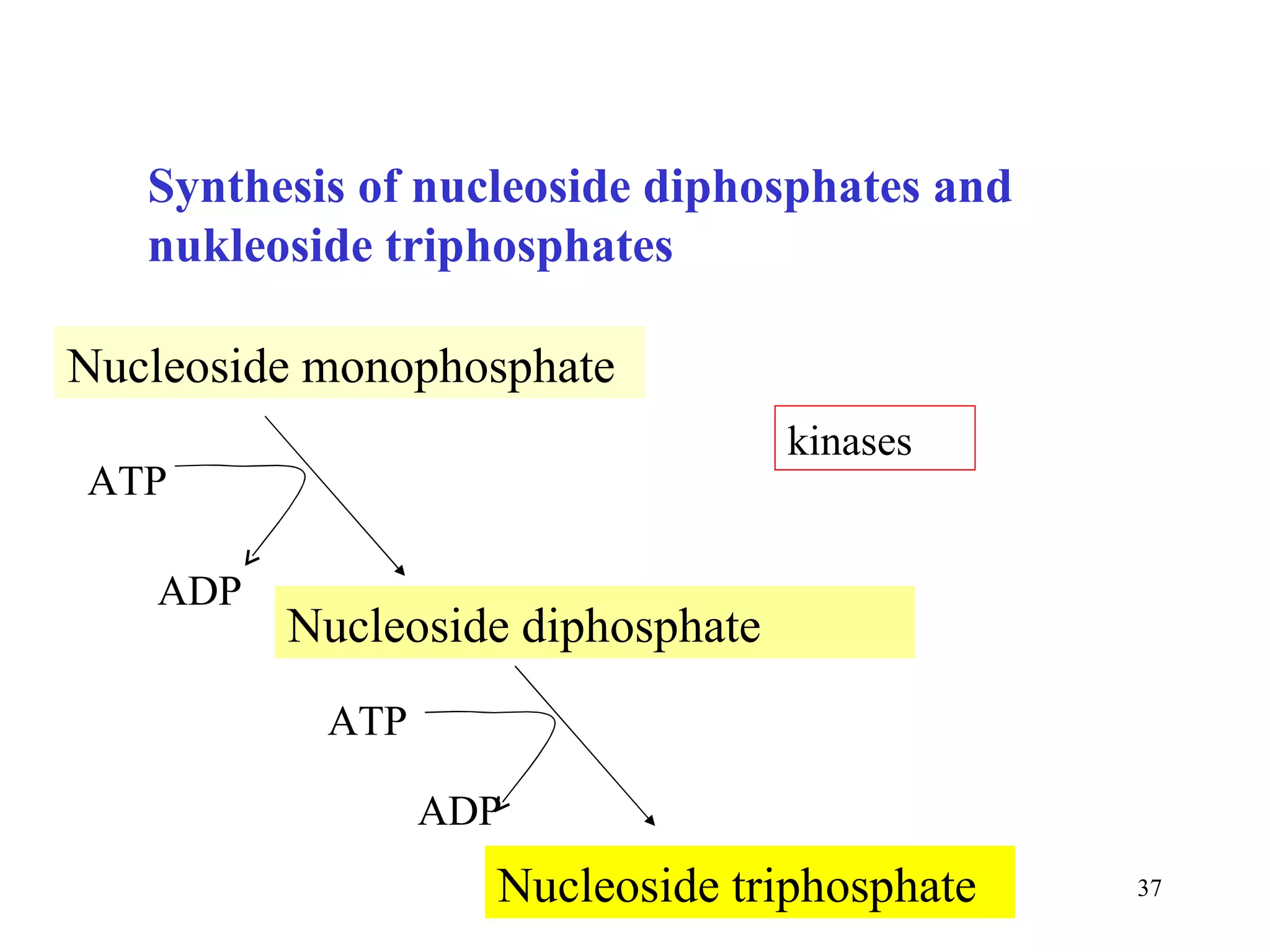 Synthesis of nucleoside diphosphates and nukleoside triphosphates Nucleoside monophosphate Nucleoside diphosphate Nucleoside triphosphate ATP ADP ATP ADP kinases 