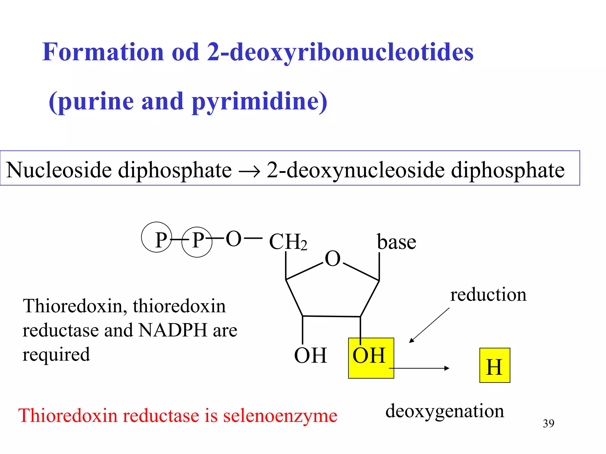 Formation od 2-deoxyribonucleotides (purine and pyrimidine) Nucleoside diphosphate    2-deoxynucleoside diphosphate reduction  Thioredoxin, thioredoxin reductase and NADPH are required H Thioredoxin reductase is selenoenzyme deoxygenation 