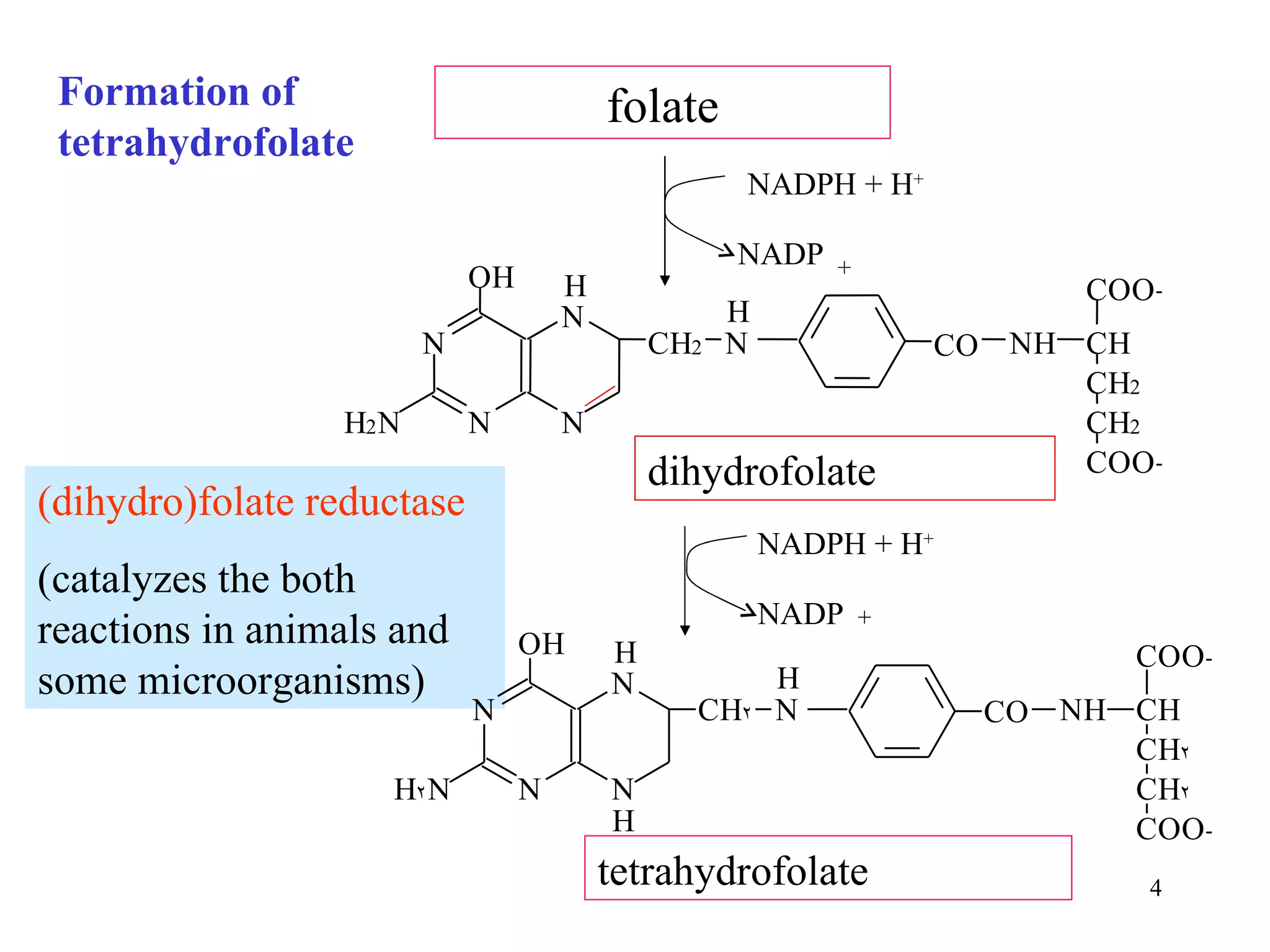 (dihydro)folate reductase (catalyzes the both reactions in animals and some microorganisms) folate tetrahydrofolate dihydrofolate NADPH + H + NADP NADP NADPH + H + N N O H N H 2 N C O N H C H C H 2 C H 2 C O O - C O O - H C H 2 N N H Formation of tetrahydrofolate + + 