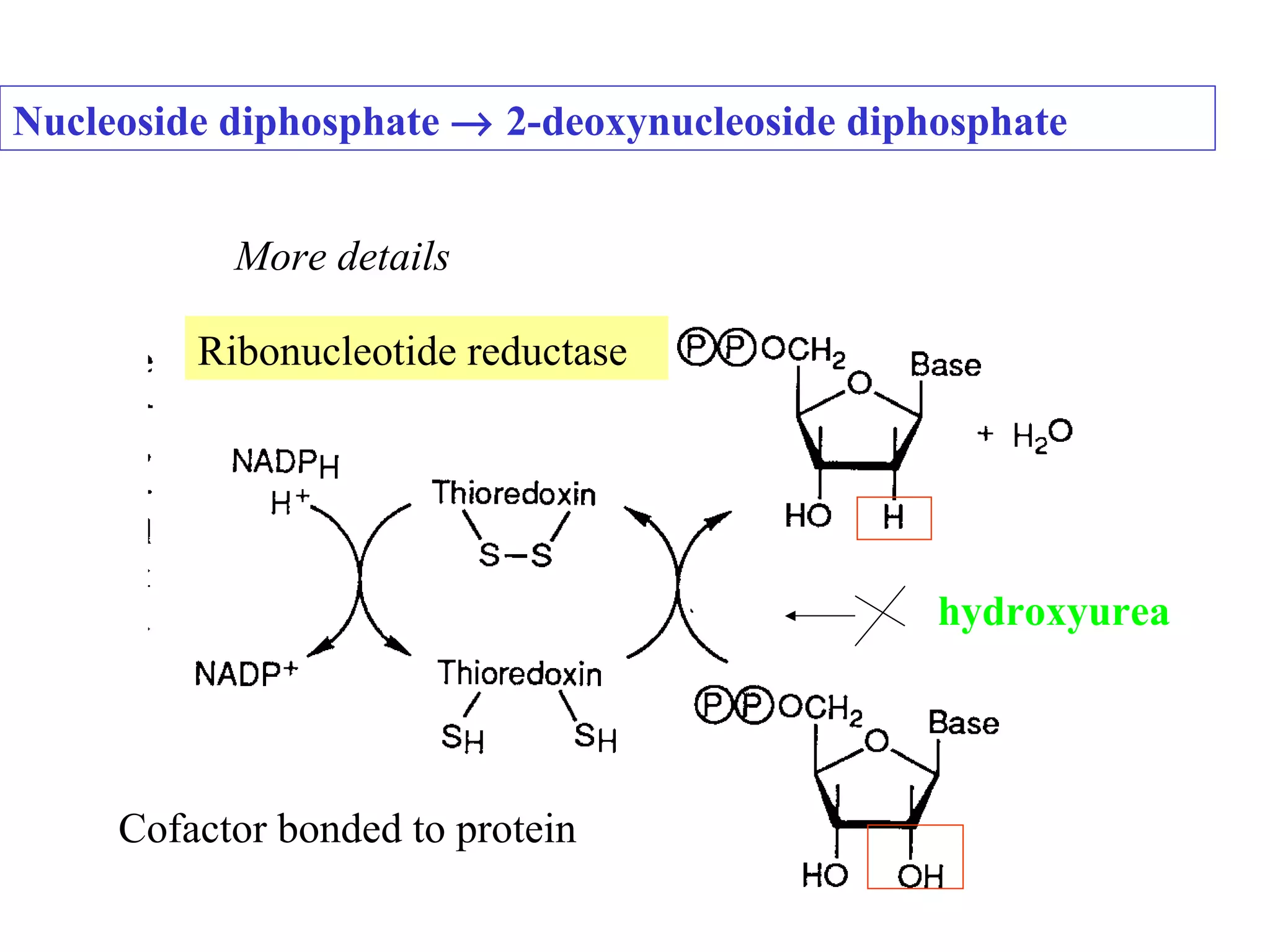 Ribonucleotide reductase Cofactor bonded to protein More details hydroxyurea Nucleoside diphosphate    2-deoxynucleoside diphosphate 