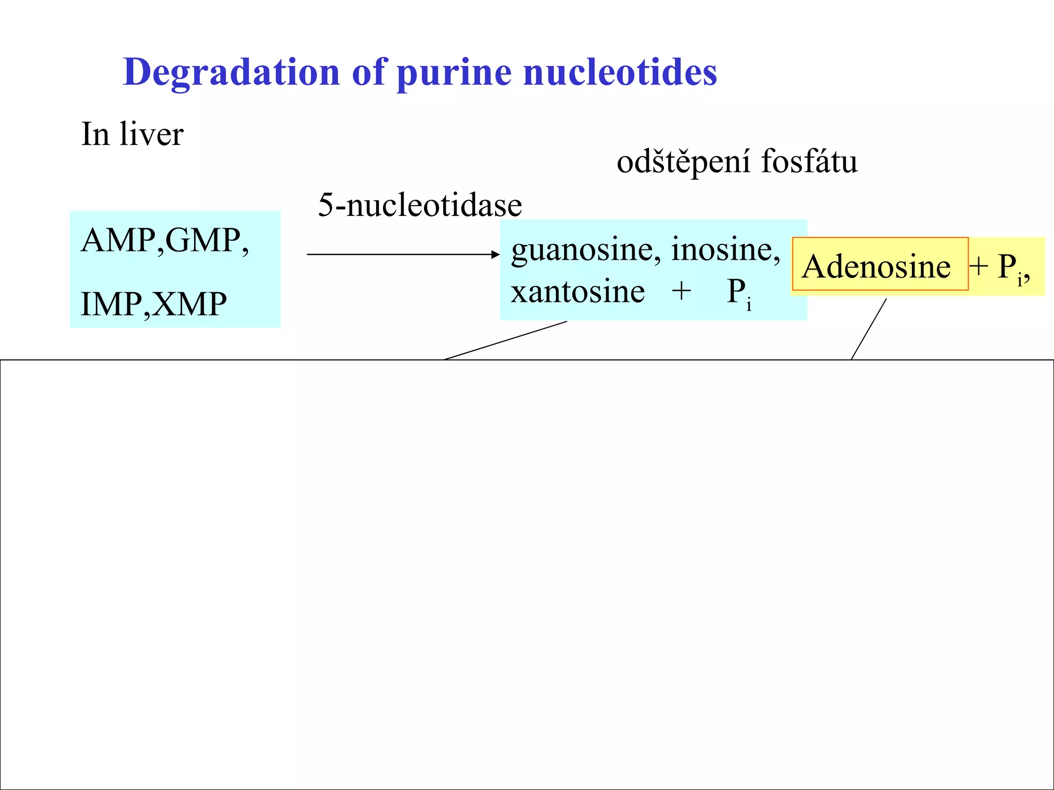 Degradation of purine nucleotides AMP,GMP, IMP,XMP 5-nucleotidase guanosine, inosine,  xantosine  +  P i nukleosidfosforylasa Adenosine  + P i , guanin,  hypoxantin,  xantin + riboso-1-P adenosindeaminasa inosin nukleosidfosforylasa odštěpení fosfátu In liver 