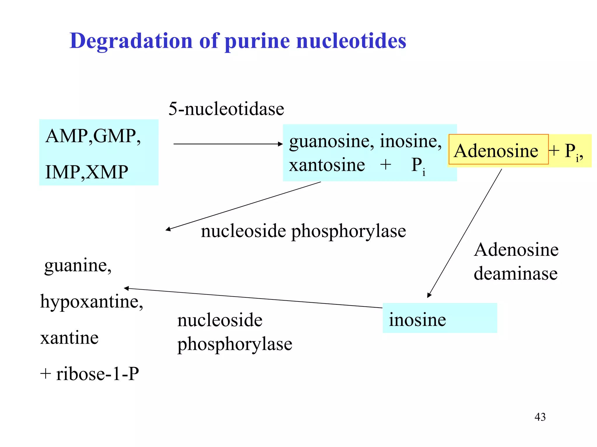 AMP,GMP, IMP,XMP 5-nucleotidase guanosine, inosine,  xantosine  +  P i nucleoside phosphorylase Adenosine  + P i , guanine,  hypoxantine,  xantine + ribose-1-P Adenosine deaminase inosine nucleoside phosphorylase Degradation of purine nucleotides 