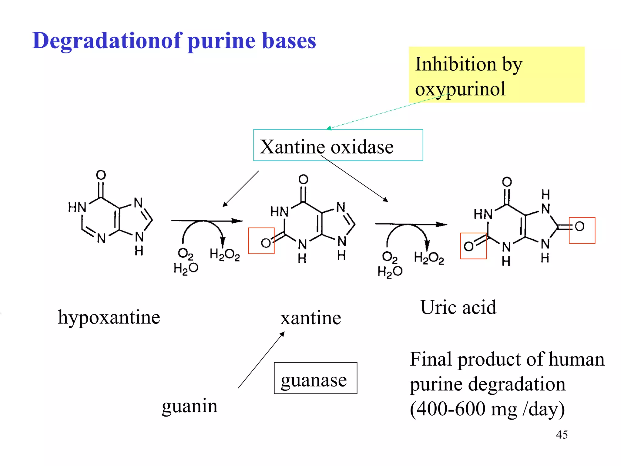 hypoxantine xantine Uric acid Xantine oxidase guanin guanase Final product of human purine degradation (400-600 mg /day) Inhibition by oxypurinol Degradationof purine bases 