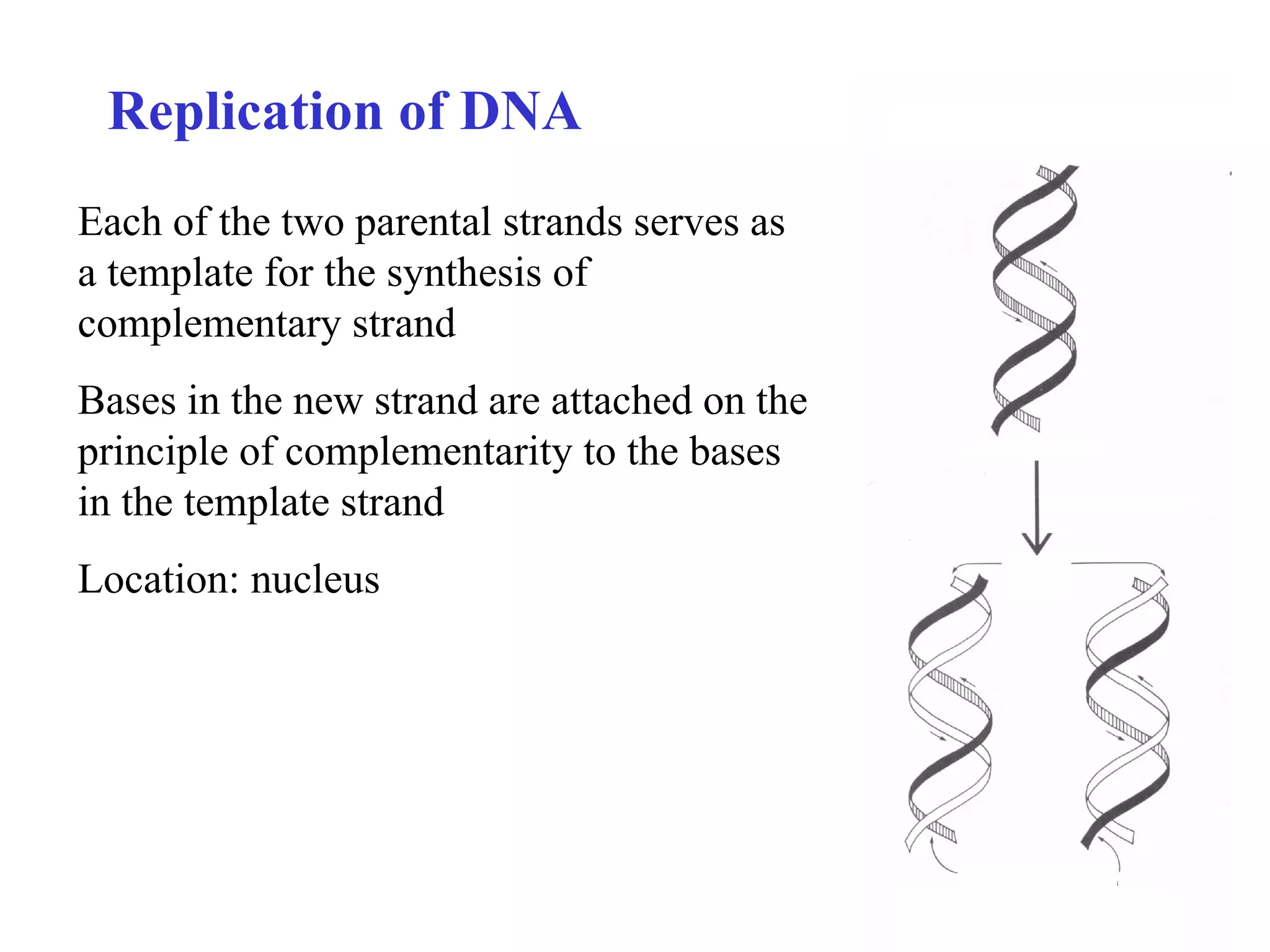 Replication of DNA Each of the two parental strands serves as a template for the synthesis of complementary strand  Bases in the new strand are attached on the principle of complementarity to the bases in the template strand Location: nucleus 