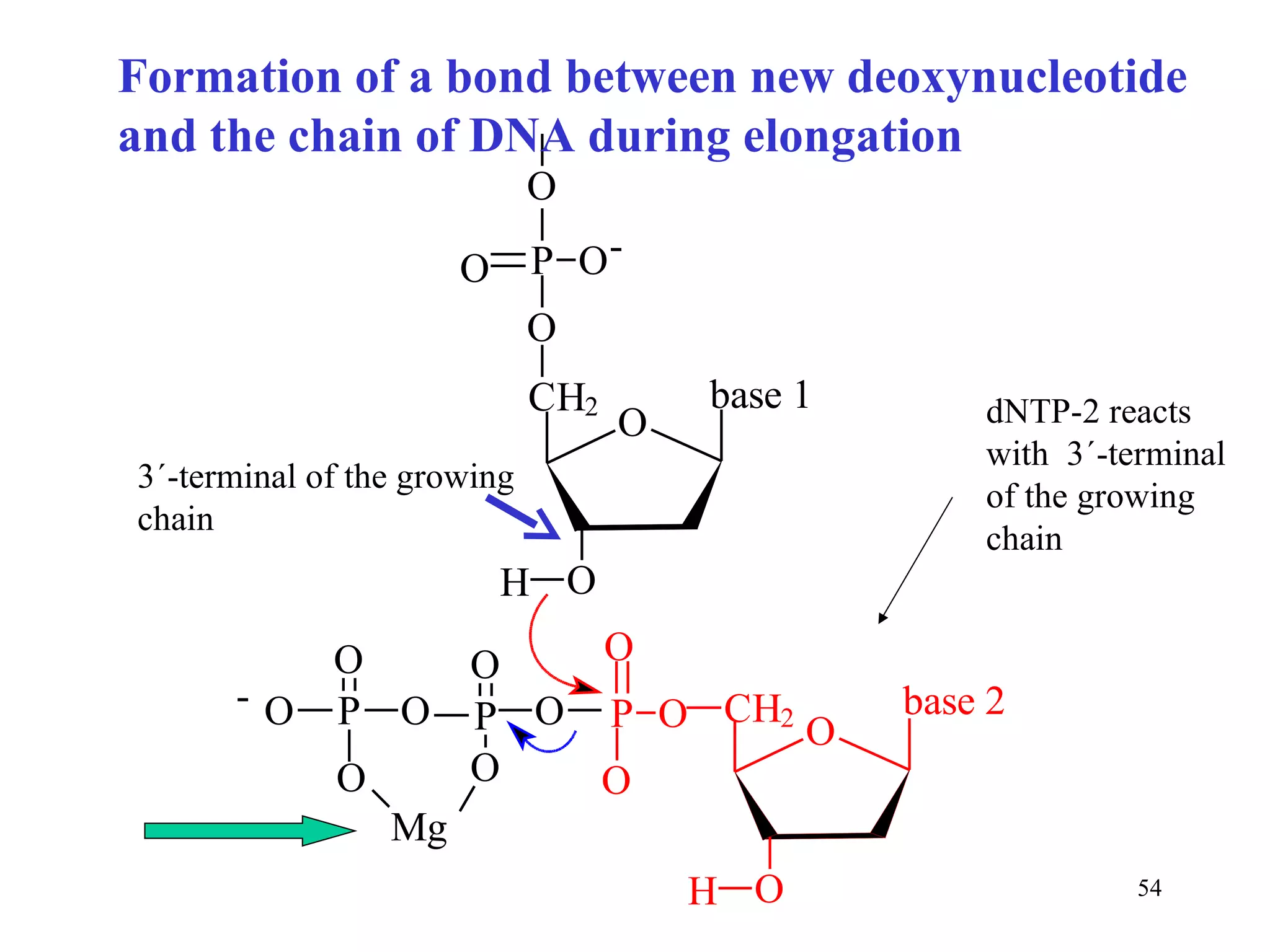 Formation of a bond between new deoxynucleotide and the chain of DNA during elongation dNTP-2 reacts with  3´-terminal of the growing chain 3´-terminal of the growing chain 