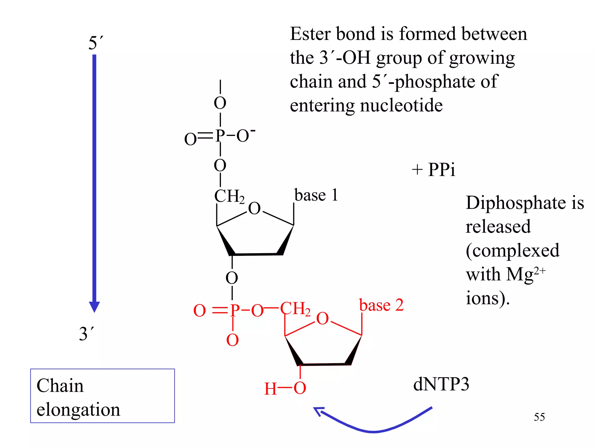 Chain elongation  dNTP3 + PPi Ester bond is formed between the 3´-OH group of growing chain and 5´-phosphate of entering nucleotide 5´ 3´ Diphosphate is released (complexed with Mg 2+  ions). 