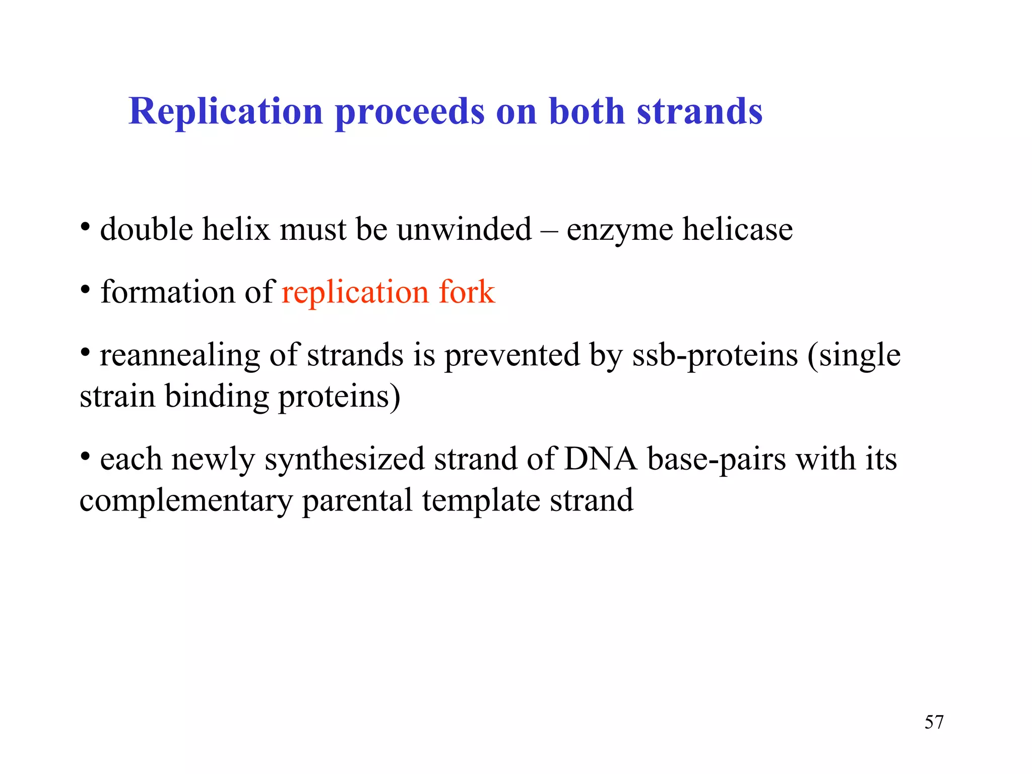 Replication proceeds on both strands double helix must be unwinded – enzyme helicase formation of  replication fork reannealing of strands is prevented by ssb-proteins (single strain binding proteins) each newly synthesized strand of DNA base-pairs with its complementary parental template strand 