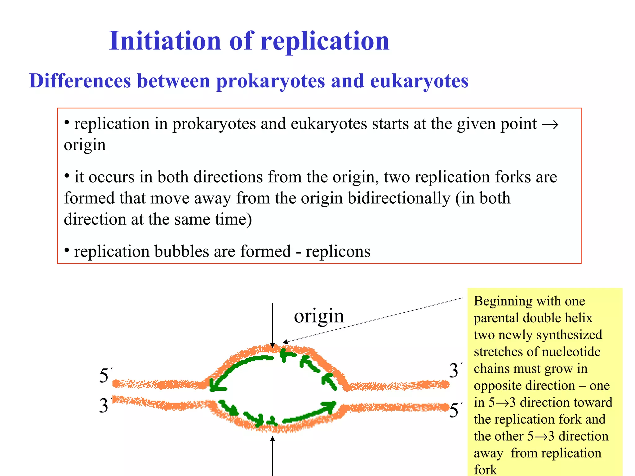 replication in prokaryotes and eukaryotes starts at the given point    origin  it occurs in both directions from the origin, two replication forks are formed that move away from the origin bidirectionally (in both direction at the same time) repli c ation bubbles  are formed  - repli c on s 5 ´ 3 ´ 3 ´ 5 ´ Initiation of replication origin Differences between prokaryotes and eukaryotes Beginning with one parental double helix two newly synthesized stretches of nucleotide chains must grow in opposite direction – one in 5  3 direction toward the replication fork and the other 5  3 direction away  from replication fork  