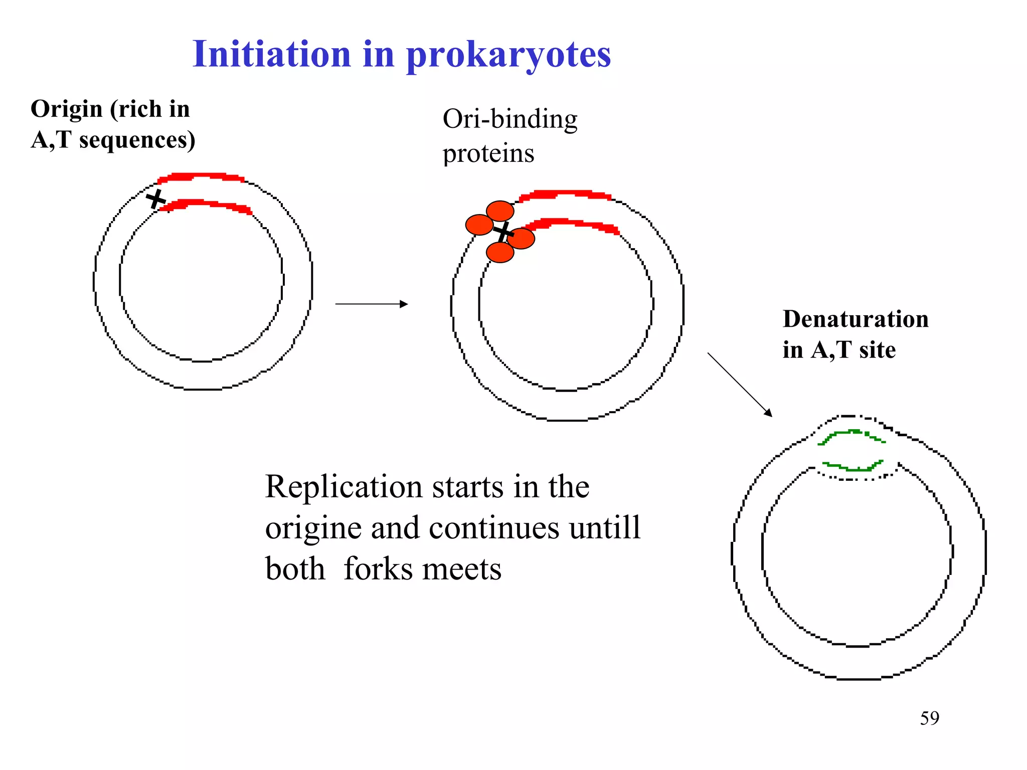 Ori-binding proteins Origin (rich in A,T sequences) Denaturation in A,T site Replication starts in the origine and continues untill both  forks meets Initiation in prokaryotes 