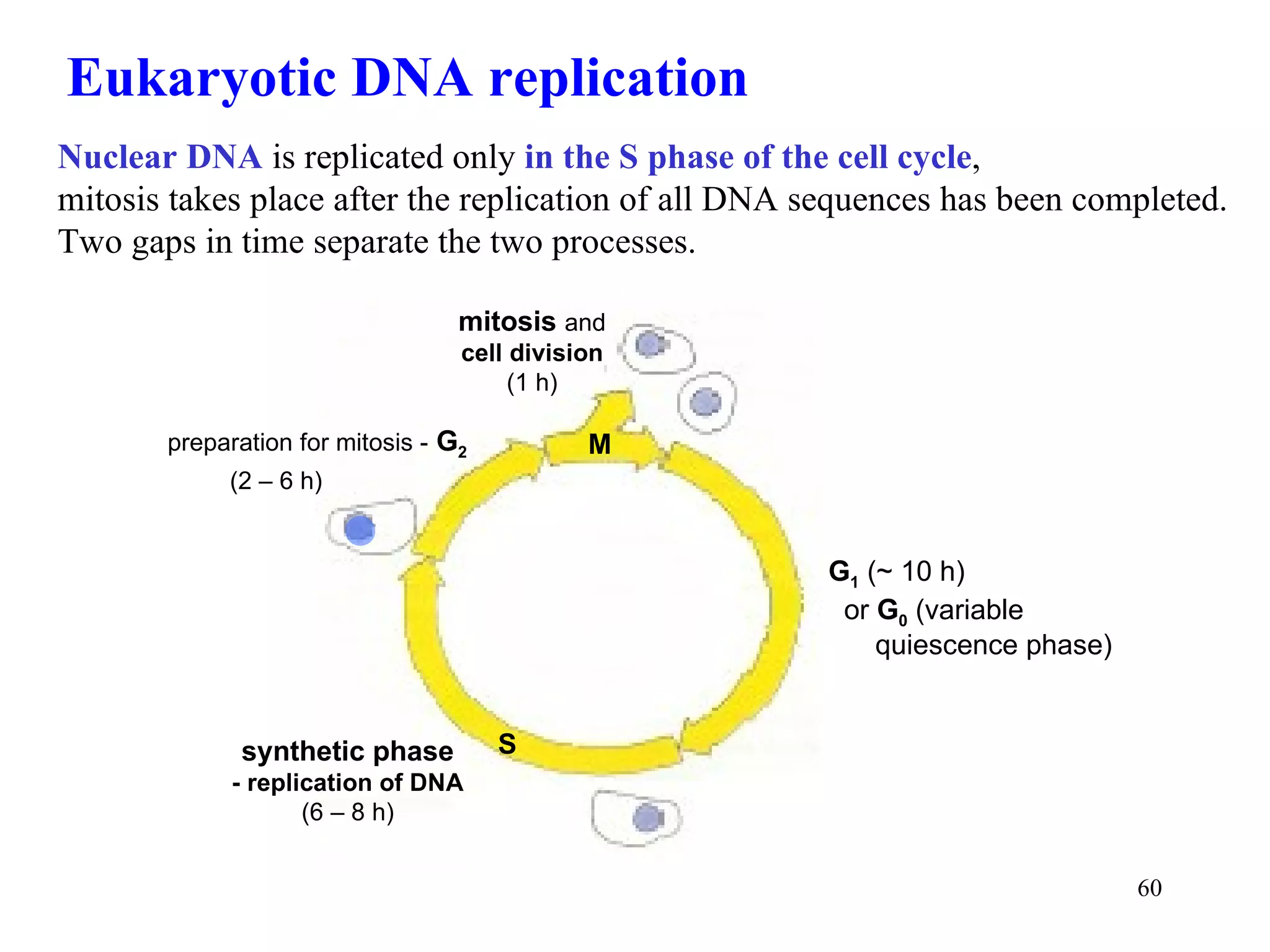 Nuclear DNA  is replicated only  in the S phase of the cell cycle , mitosis takes place after the replication of all DNA sequences has been completed. Two gaps in time separate the two processes. Eukaryotic DNA replication  synthetic phase - replication of DNA (6 – 8 h) preparation for mitosis -   G 2 (2 – 6 h) G 1   ( ~ 10 h) or  G 0   (variable quiescence phase)  M mitosis  and cell division (1 h) S 