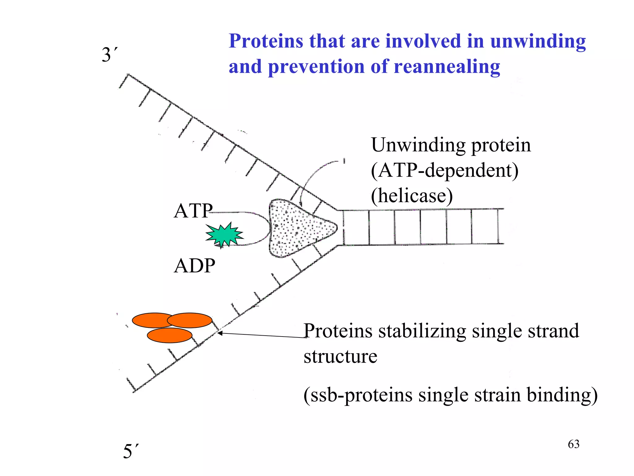 Unwinding protein (ATP-dependent)  (helicase) ATP ADP Proteins stabilizing single strand structure (ssb-proteins single strain binding) Proteins that are involved in unwinding and prevention of reannealing 3´ 5´ 