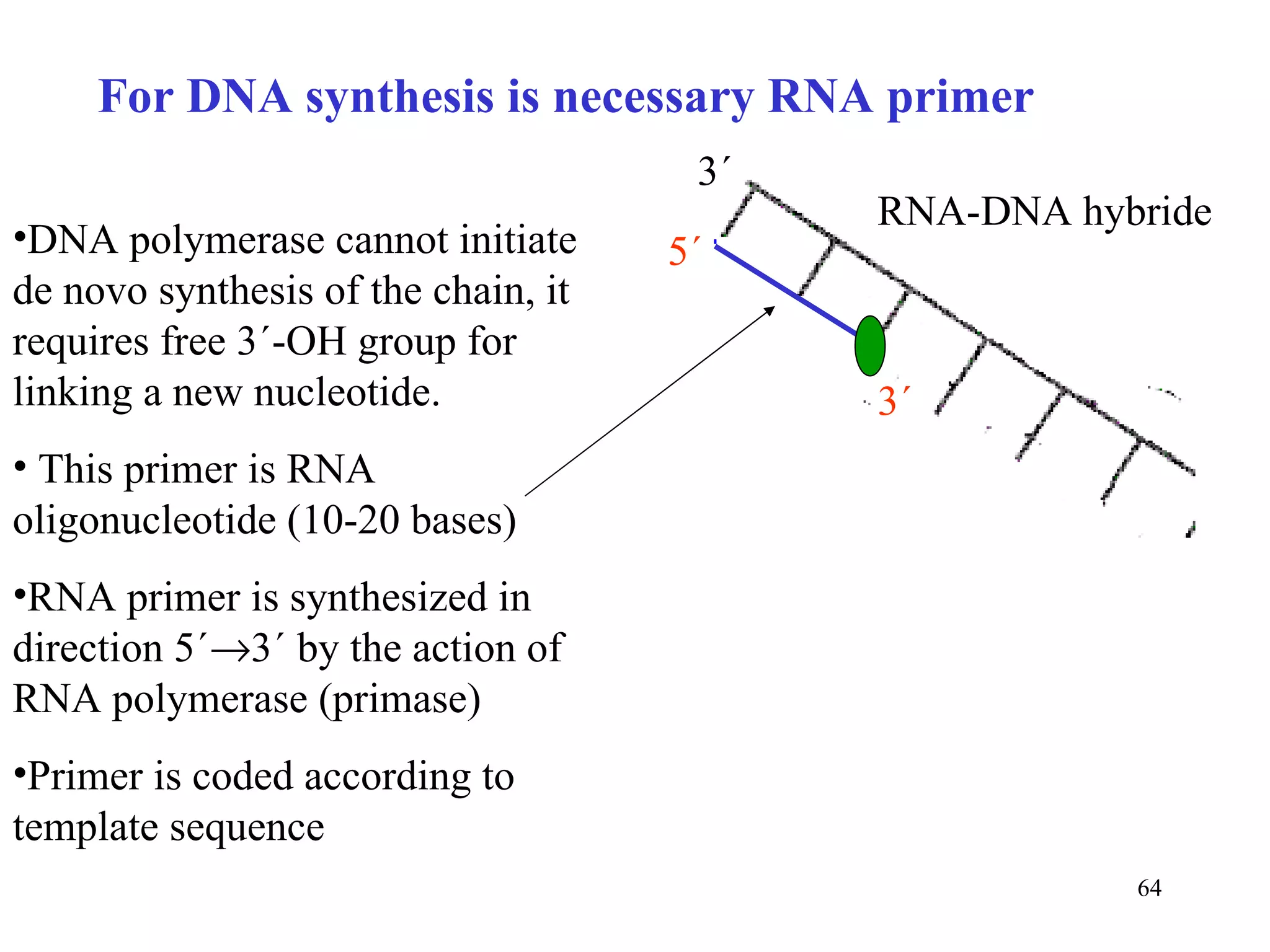 For DNA synthesis is necessary RNA primer DNA polymerase cannot initiate de novo synthesis of the chain, it requires free 3´-OH group for linking a new nucleotide. This primer is RNA oligonucleotide (10-20 bases) RNA primer is synt h e si zed in direction 5´  3´ by the action of RNA polymerase (primase) Primer is coded according to template sequence 3´ RNA-DNA hybride 5´ 3´ 
