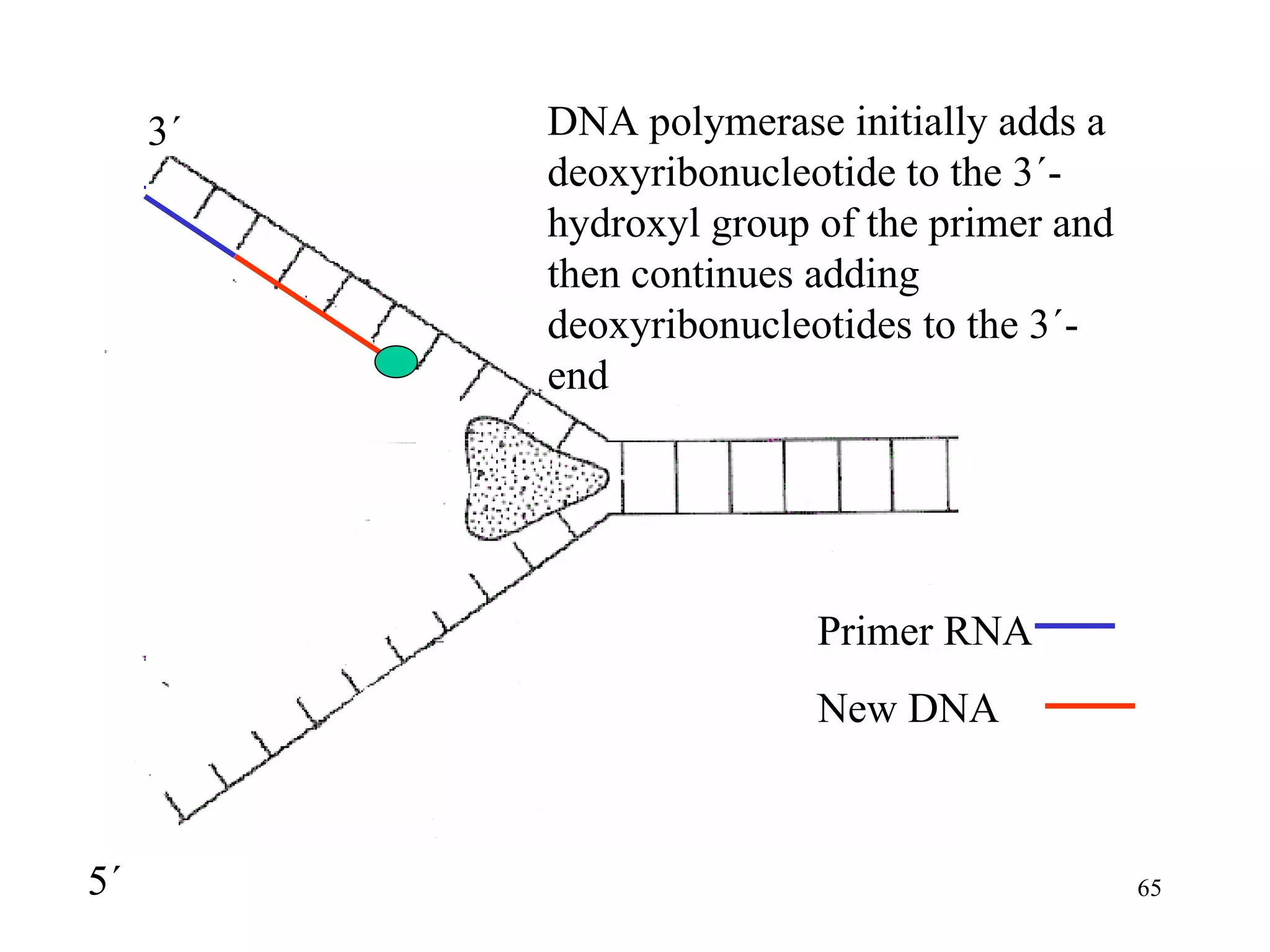 DNA polymerase initially adds a deoxyribonucleotide to the 3´-hydroxyl group of the primer and then continues adding deoxyribonucleotides to the 3´-end 3´ 5´ Primer RNA New DNA  