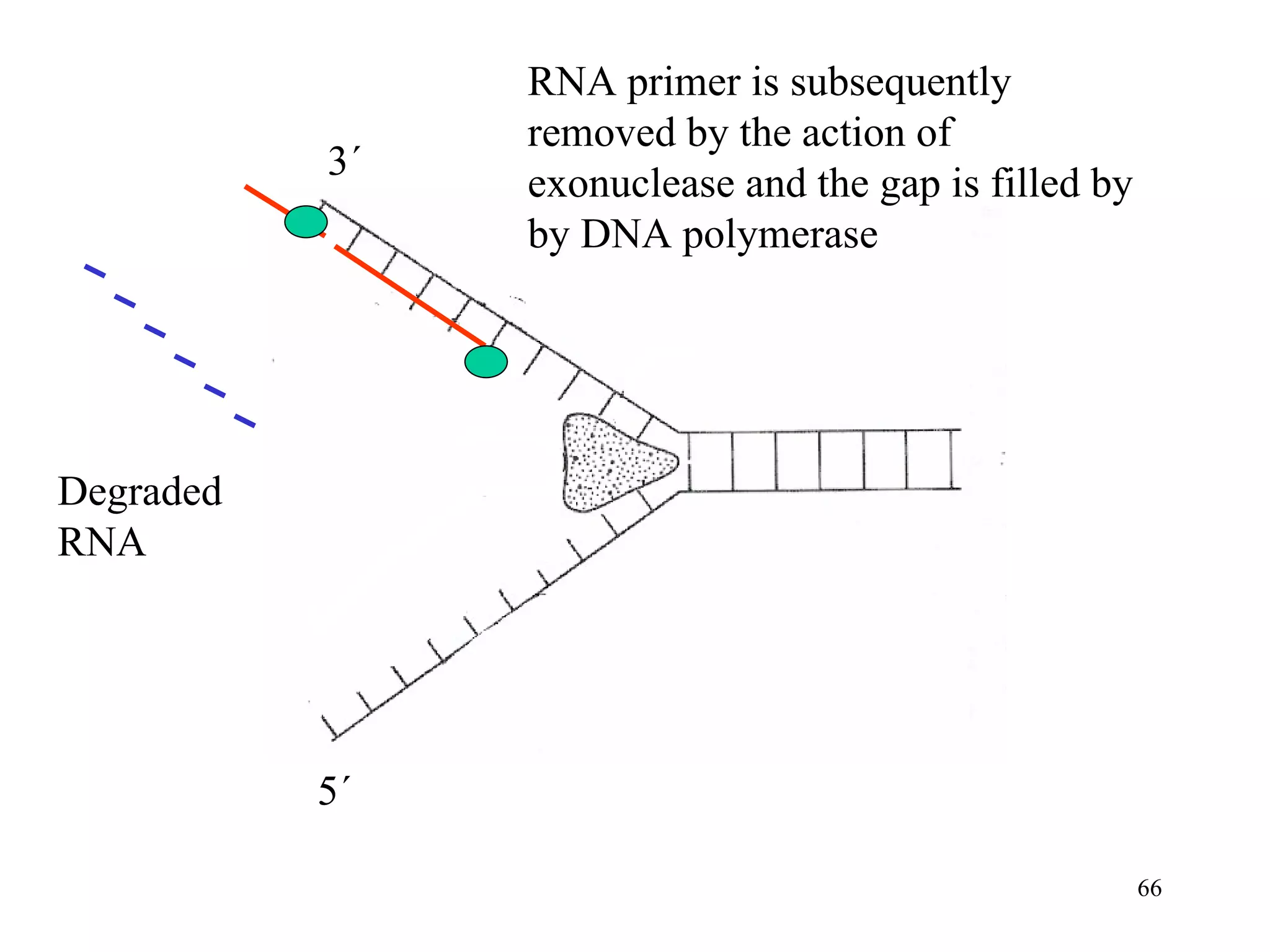 RNA primer is subsequently removed by the action of exonuclease and the gap is filled by by DNA polymerase Degraded  RNA 3´ 5´ 