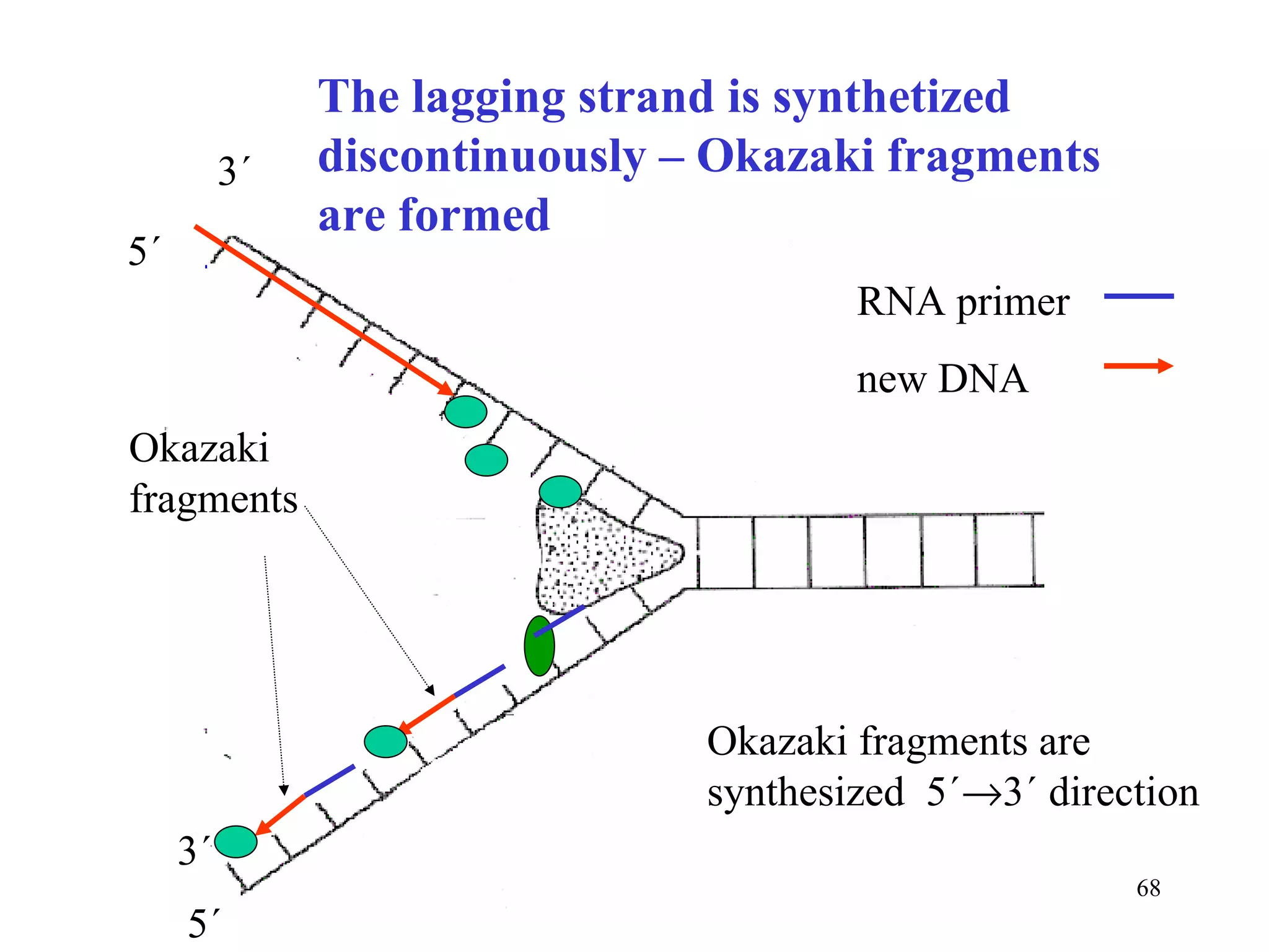 The lagging strand is synthetized discontinuously – Okazaki fragments are formed Okazaki fragments  Okazaki fragments are synthesized  5´  3´ direction 3´ 5´ 5´ 3´ RNA primer new DNA 