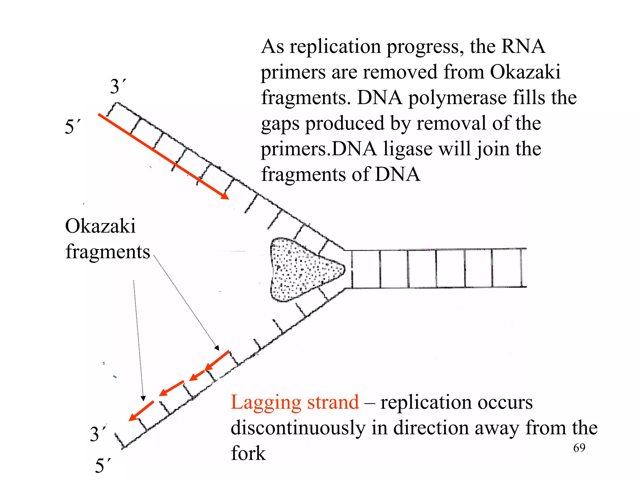 Okazaki fragments 3´ 5´ 5´ 3´ As replication progress, the RNA primers are removed from Okazaki fragments. DNA polymerase fills the gaps produced by removal of the primers.DNA ligase will join the fragments of DNA Lagging strand  – replication occurs discontinuously in direction away from the fork 