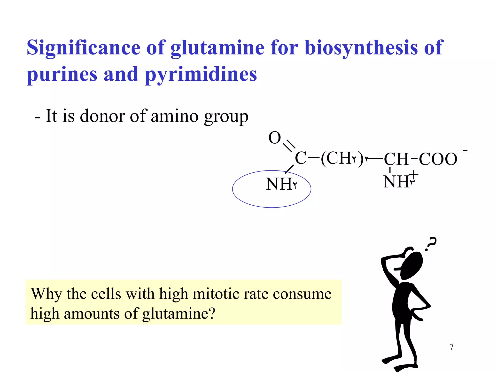 Significance of glutamine for biosynthesis of purines and pyrimidines - It is donor of amino group Why the cells with high mitotic rate consume high amounts of glutamine? 