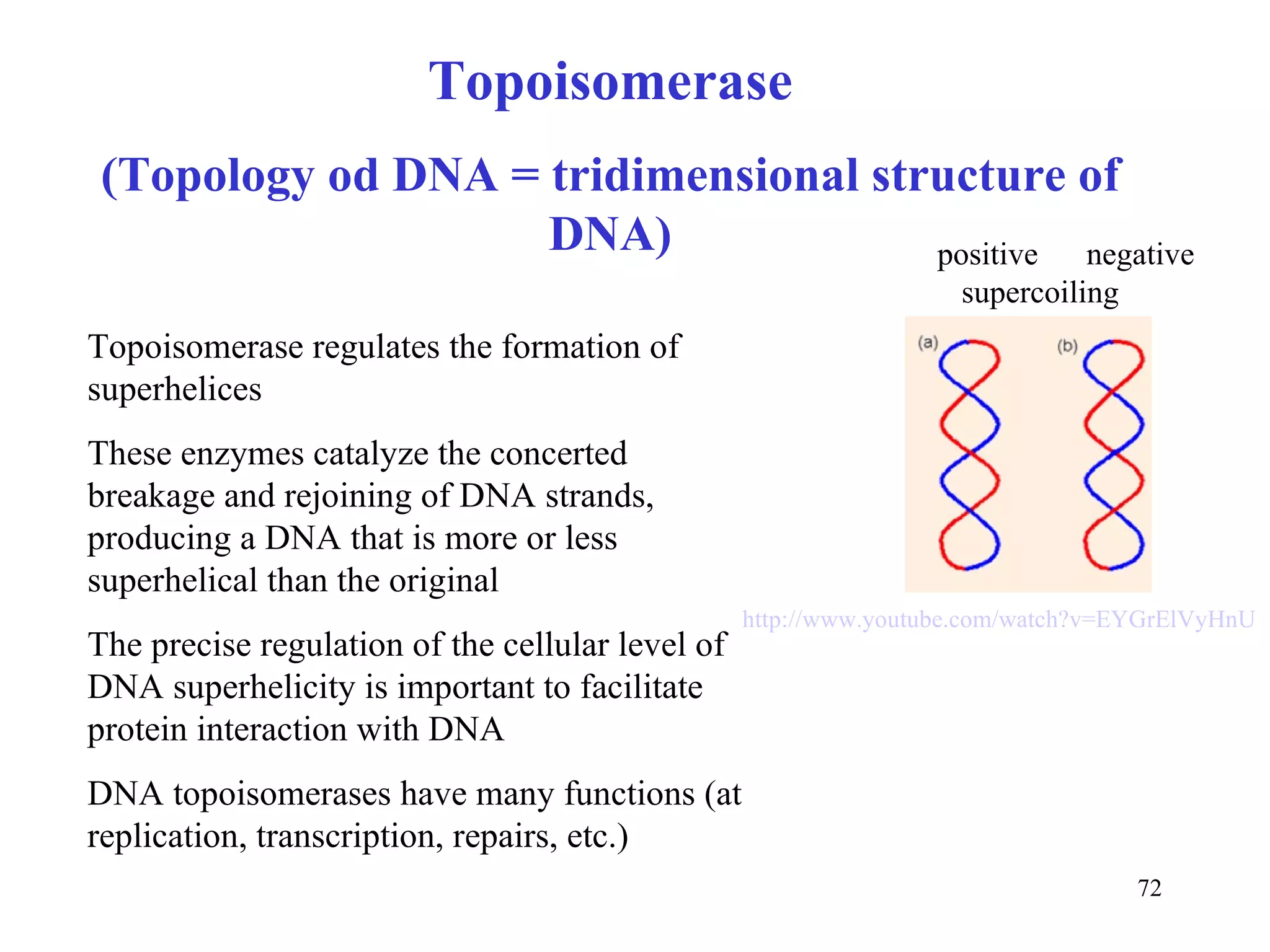 Topoisomerase (Topology od DNA = tridimensional structure of DNA) Topoisomerase regulates the formation of superhelices These enzymes catalyze the concerted breakage and rejoining of DNA strands, producing a DNA that is more or less superhelical than the original The precise regulation of the cellular level of DNA superhelicity is important to facilitate protein interaction with DNA DNA topoisomerases have many functions (at replication, transcription, repairs, etc.) http://www.youtube.com/watch?v=EYGrElVyHnU   positive  negative supercoiling  