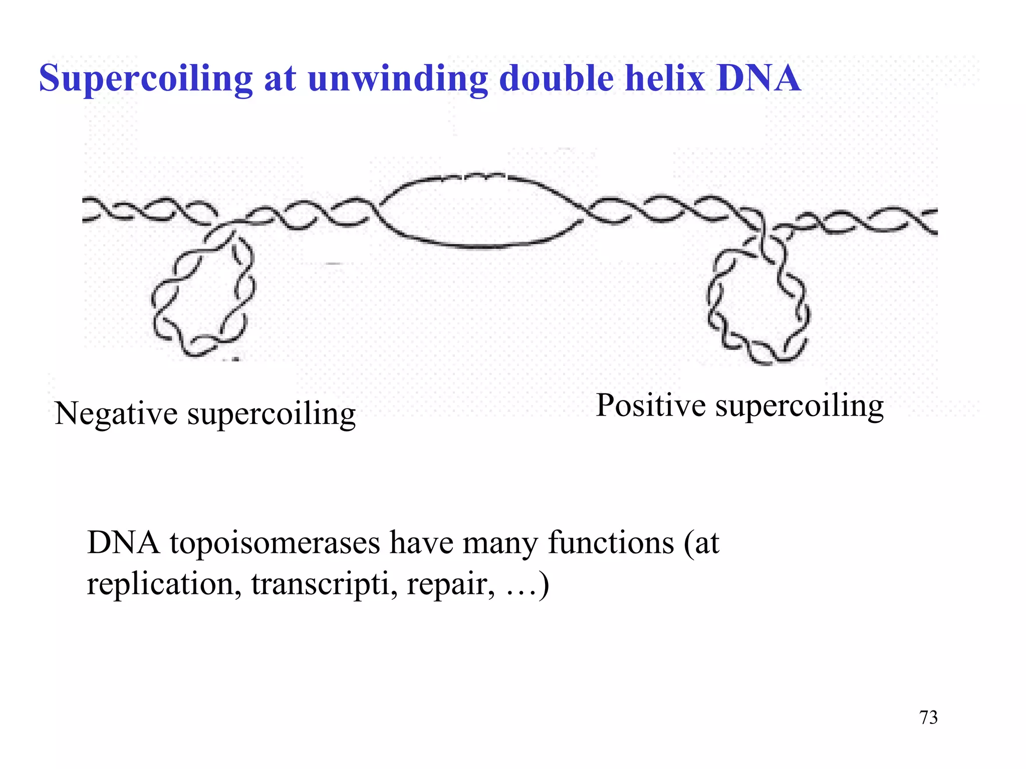 Supercoiling at unwinding double helix DNA Positive supercoiling Negative supercoiling DNA topoisomerases have many functions (at replication, transcripti, repair, …) 