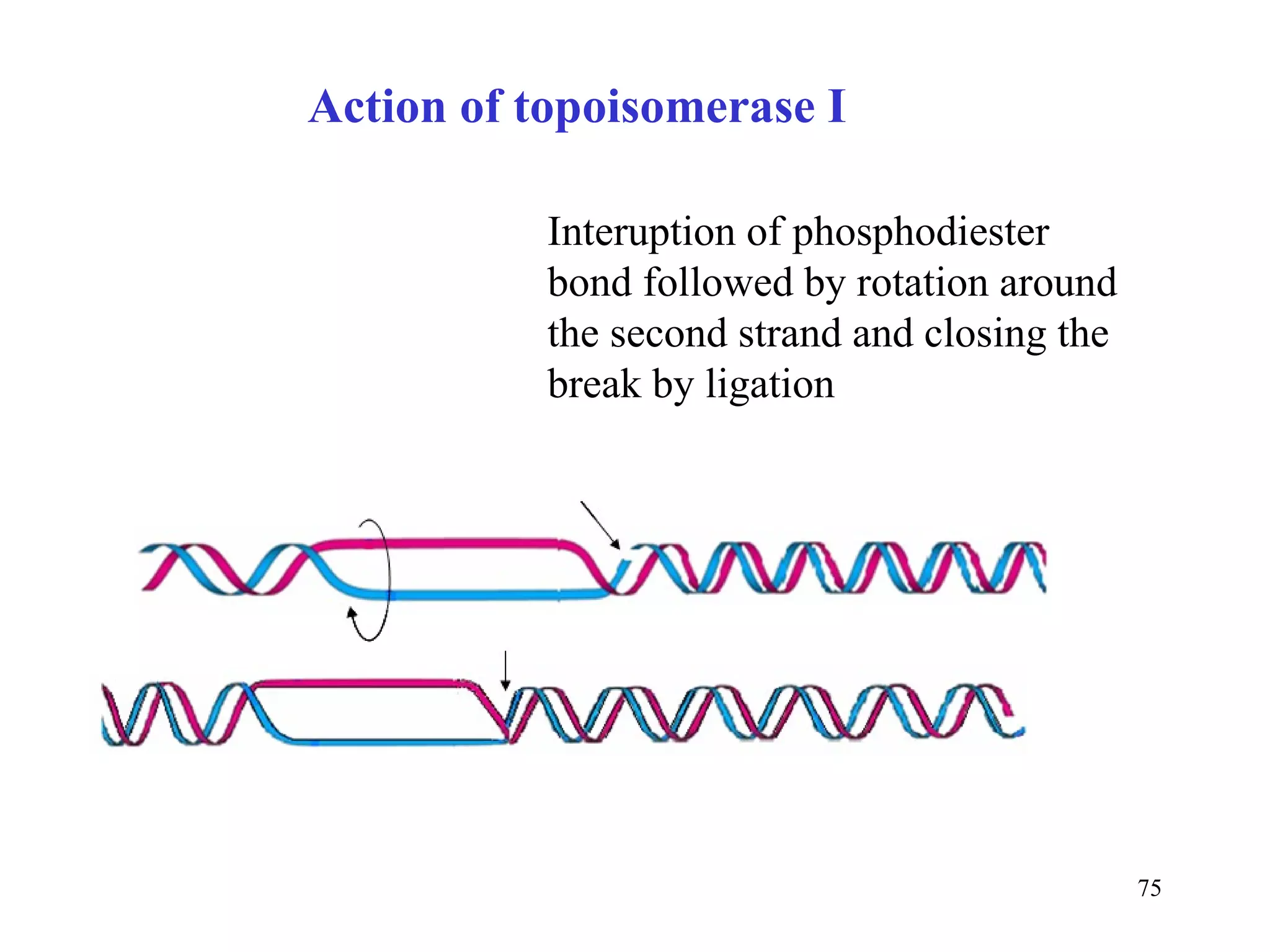 Action of topoisomerase I Interuption of phosphodiester bond followed by rotation around the second strand and closing the break by ligation 