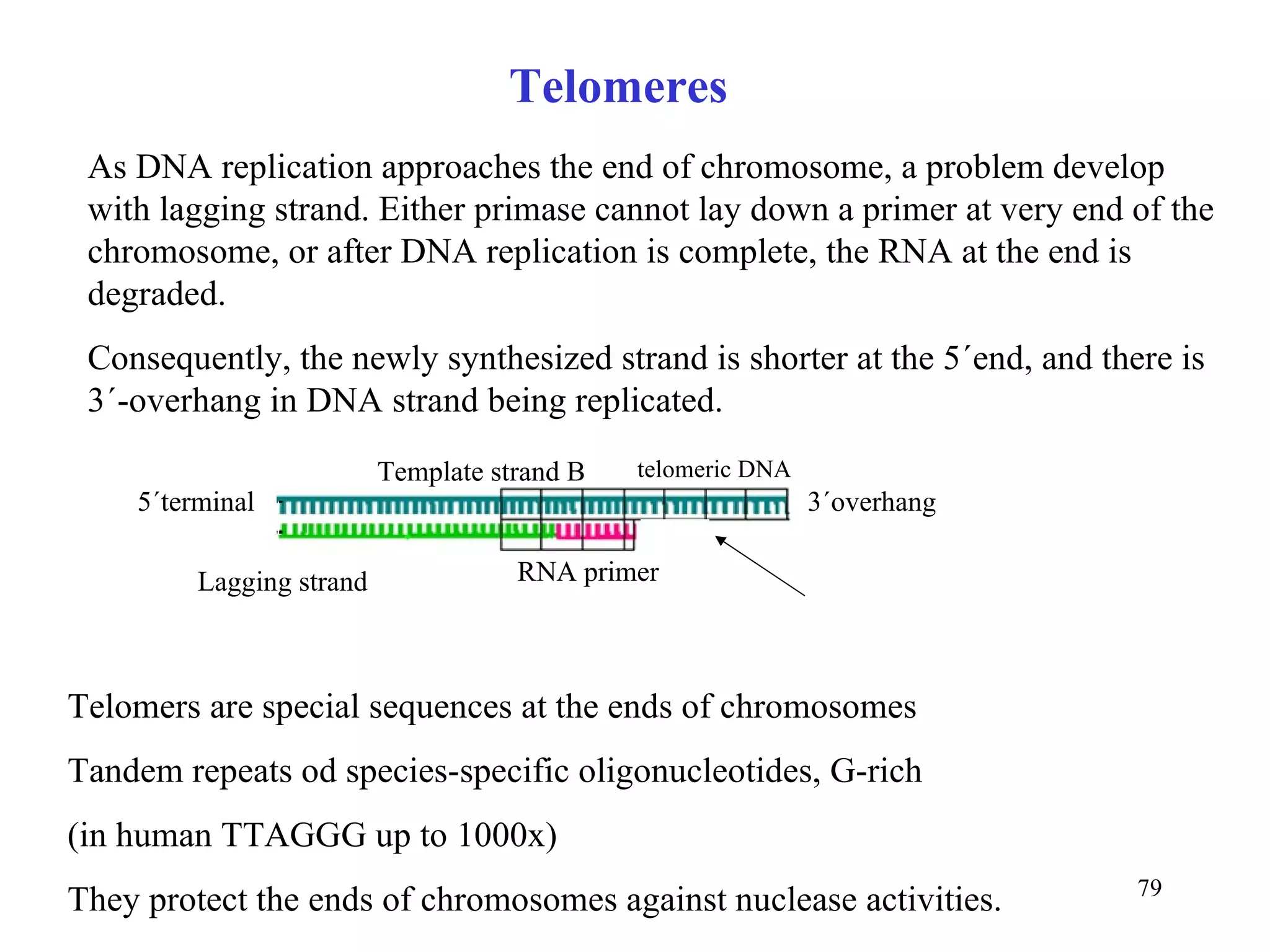 Telomeres As DNA replication approaches the end of chromosome, a problem develop with lagging strand. Either primase cannot lay down a primer at very end of the chromosome, or after DNA replication is complete, the RNA at the end is degraded. Consequently, the newly synthesized strand is shorter at the 5´end, and there is 3´-overhang in DNA strand being replicated. Lagging strand RNA primer 3´overhang 5´terminal Template strand B Telomers are special sequences at the ends of chromosomes Tandem repeats od species-specific oligonucleotides, G-rich (in human TTAGGG up to 1000x) They protect the ends of chromosomes against nuclease activities. telomeric DNA 