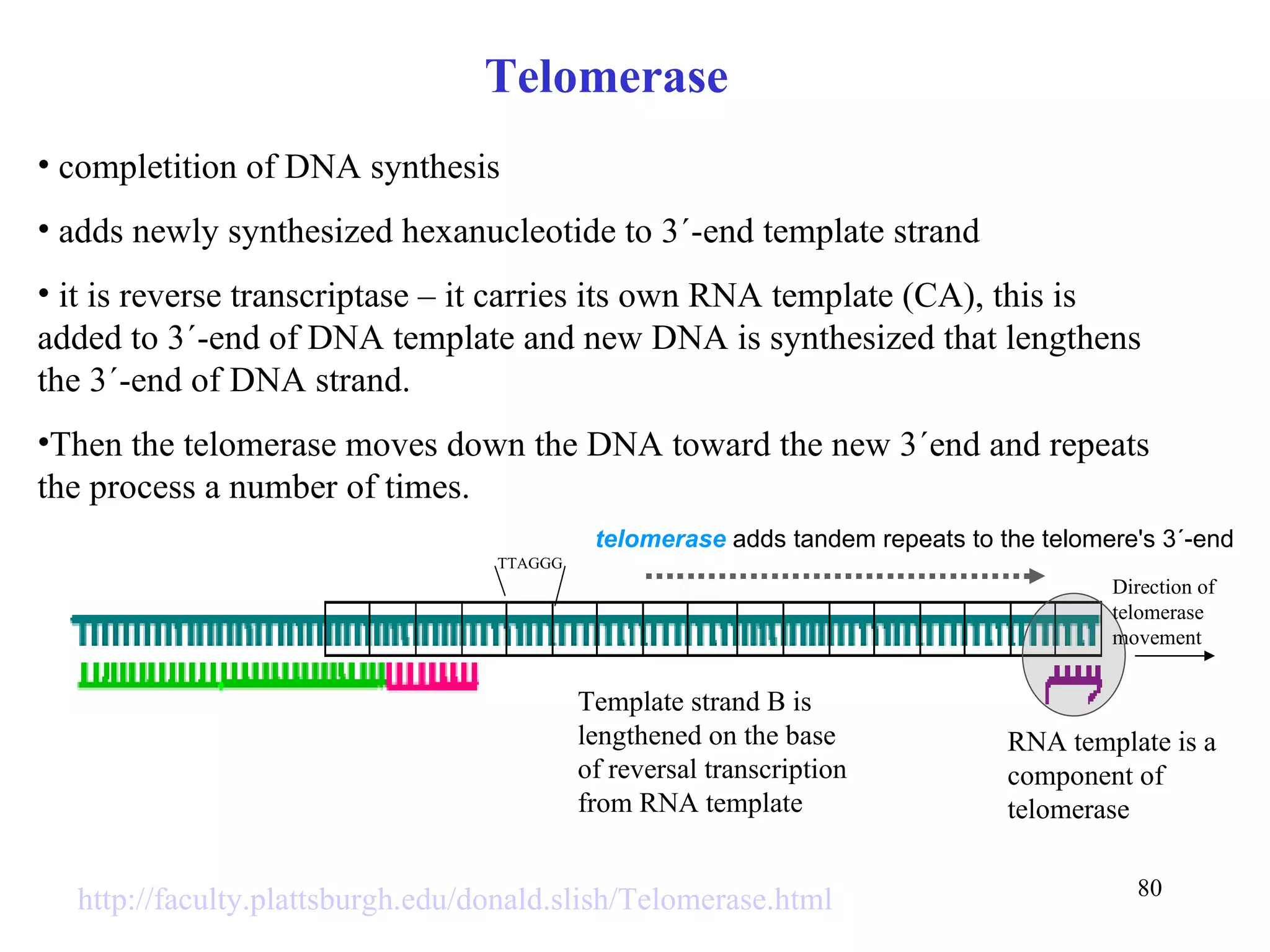 Telomerase completition of DNA synthesis adds newly synthesized hexanucleotide to 3´-end template strand it is reverse transcriptase – it carries its own RNA template (CA), this is added to 3´-end of DNA template and new DNA is synthesized that lengthens the 3´-end of DNA strand. Then the telomerase moves down the DNA toward the new 3´end and repeats the process a number of times. http://faculty.plattsburgh.edu/donald.slish/Telomerase.html   RNA template is a component of telomerase Template strand B is lengthened on the base of reversal transcription from RNA template TTAGGG Direction of  telomerase movement telomerase   adds tandem repeats to the telomere's 3´-end 