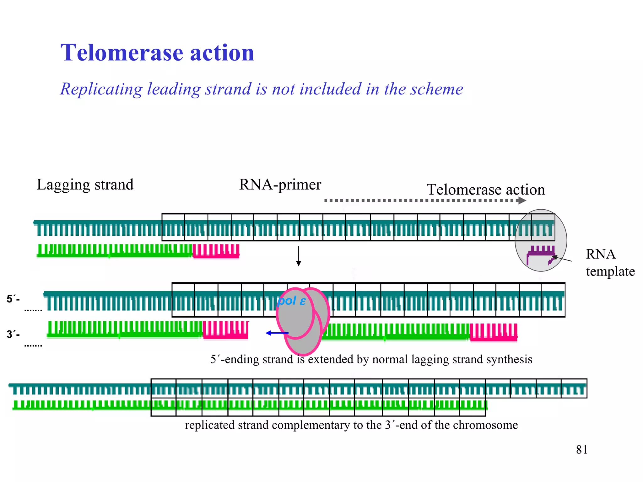 Telomerase action Replicating leading strand is not included in the scheme RNA template RNA-primer Telomerase action Lagging strand 5´-ending strand is extended by normal lagging strand synthesis  replicated strand complementary to the 3´-end of the chromosome 5´- 3´- pol   