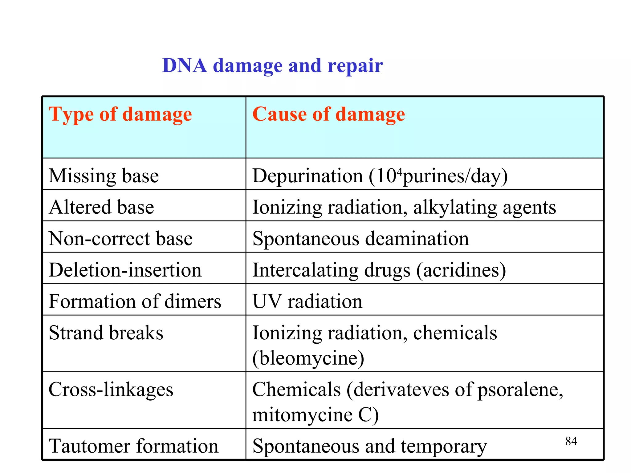DNA damage and repair Spontaneous and temporary Tautomer formation Chemicals (derivateves of psoralene, mitomycine C) Cross-linkages  Ionizing radiation, chemicals (bleomycine) Strand breaks UV radiation Formation of dimers Intercalating drugs (acridines) Deletion-insertion Spontaneous deamination Non-correct base Ionizing radiation, alkylating agents Altered base Depurination (10 4 purines/day)  Missing base Cause of damage Type of damage 