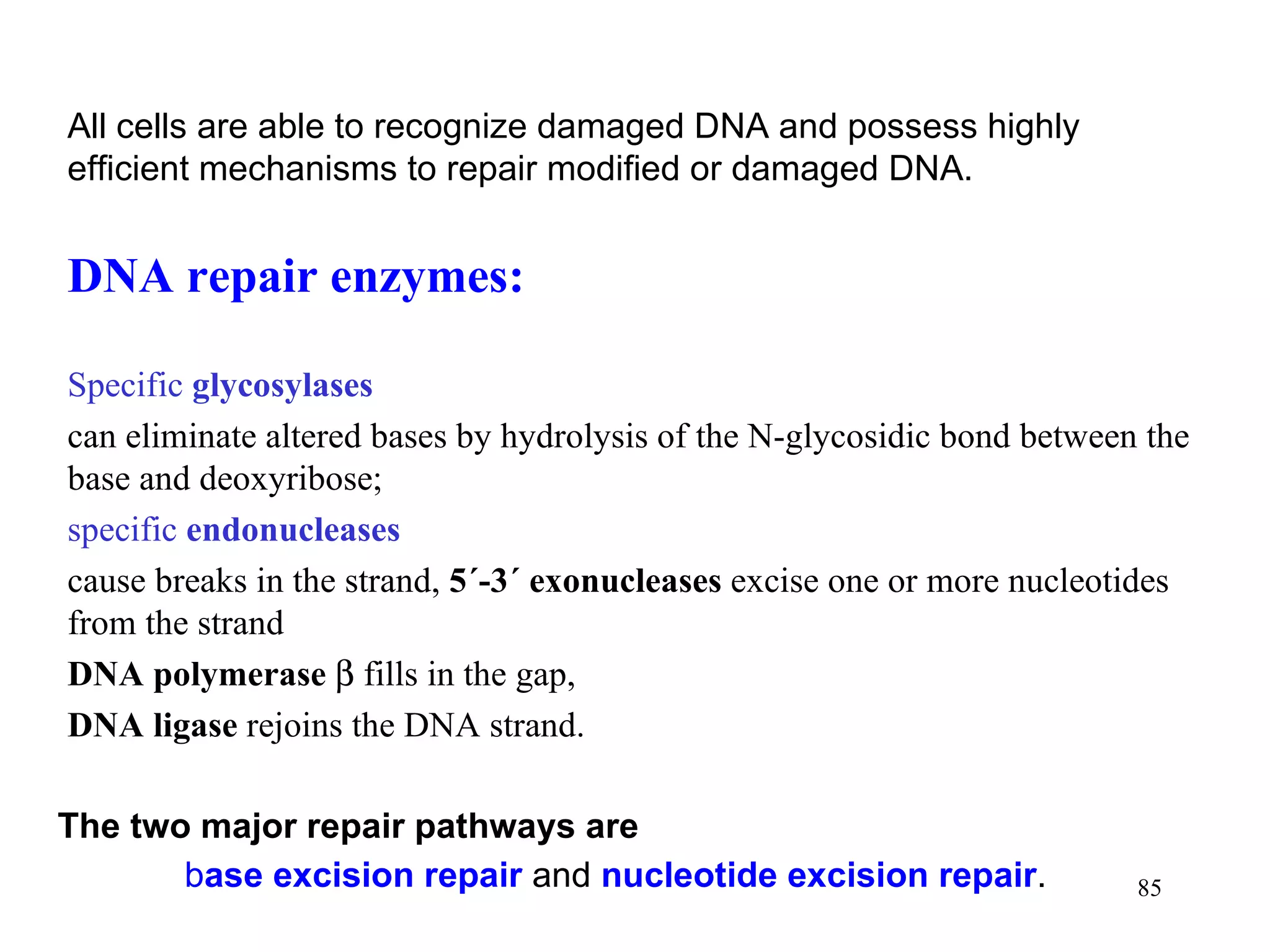 All cells are able to recognize damaged DNA and possess highly efficient mechanisms to repair modified or damaged DNA. DNA repair enzymes: Specific  glycosylases can eliminate altered bases by hydrolysis of the  N -glycosidic bond  between the base and deoxyribose; specific   endonucleases cause break s  in the strand ,   5´ - 3´   exonucleases  excise one or more nucleotides from the strand DNA polymerase     fills in the gap , DNA ligase  rejoins the DNA strand. The two major repair pathways are b ase excision repair   and  nucleotide excision repair .   