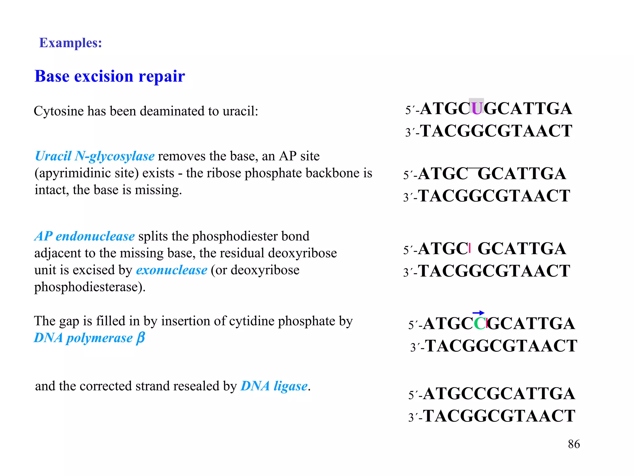 Examples: Base excision repair Cytosine has been deaminated to uracil: Uracil N-glycosylase  removes the base, an AP site (apyrimidinic site) exists - the ribose phosphate backbone is intact, the base is missing. The gap is filled in by insertion of cytidine phosphate by  DNA polymerase   and the corrected strand resealed by  DNA ligase . AP endonuclease  splits the phosphodiester bond adjacent to the missing base, the residual deoxyribose unit is excised by  exonuclease  (or deoxyribose phosphodiesterase). 5´- ATGC C GCATTGA 3´- TACGGCGTAACT 5´- ATGC U GCATTGA 3´- TACGGCGTAACT 5´- ATGCCGCATTGA 3´- TACGGCGTAACT 5´- ATGC  GCATTGA 3´- TACGGCGTAACT 5´- ATGC  GCATTGA 3´- TACGGCGTAACT 