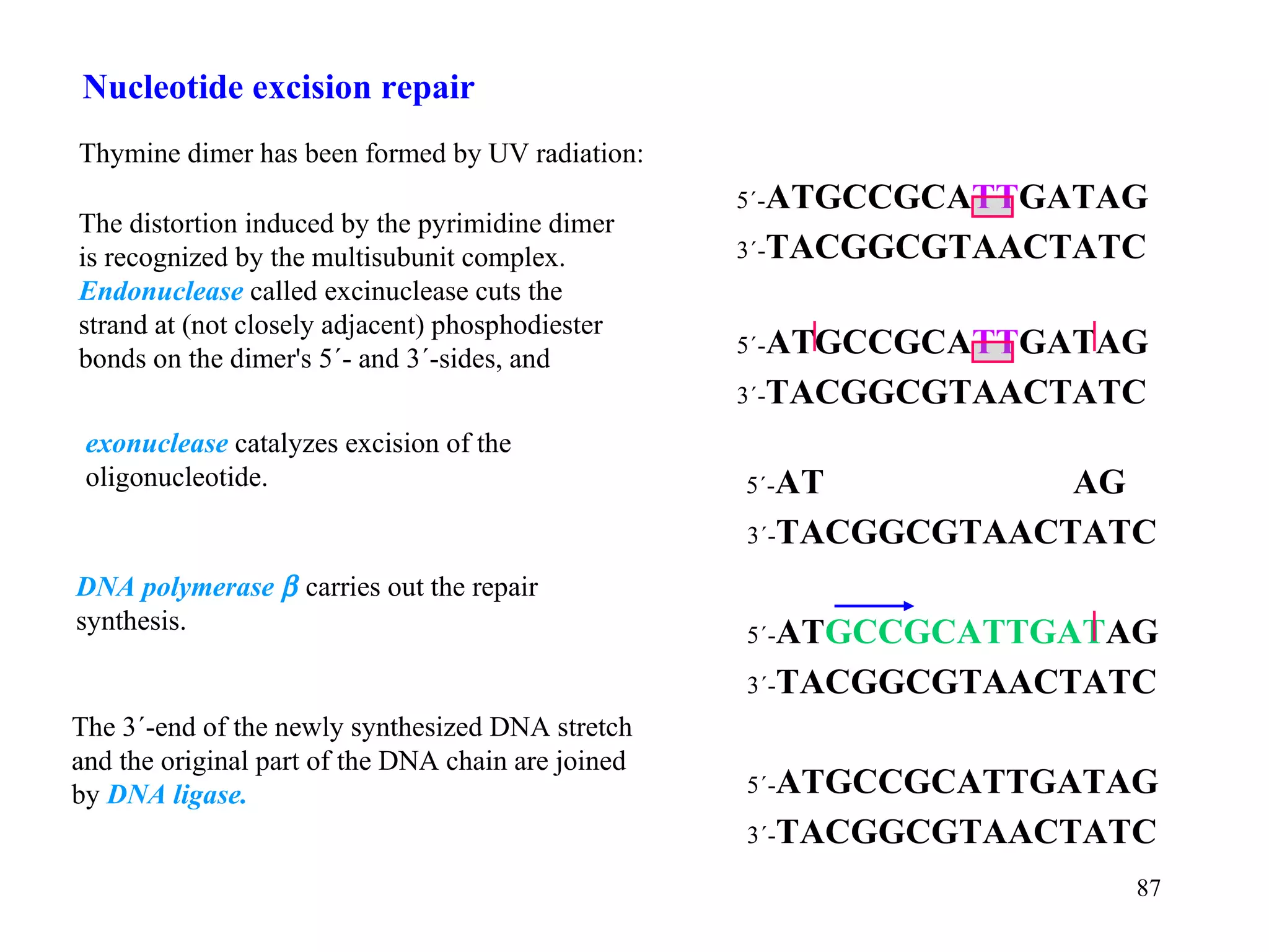 Nucleotide excision repair Thymine dimer has been formed by UV radiation: DNA polymerase     carries out the repair synthesis. The distortion induced by the pyrimidine dimer is recognized by the multisubunit complex. Endonuclease  called excinuclease cuts the strand at (not closely adjacent) phosphodiester bonds on the dimer's 5´- and 3´-sides, and The 3´-end of the newly synthesized DNA stretch  and the original part of the DNA chain are joined by  DNA ligase. 5´- ATGCCGCA TT GATAG 3´- TACGGCGTAACTATC 5´- ATGCCGCA TT GATAG 3´- TACGGCGTAACTATC 5´- AT  AG 3´- TACGGCGTAACTATC 5´- AT GCCGCATTGAT AG 3´- TACGGCGTAACTATC 5´- ATGCCGCATTGATAG 3´- TACGGCGTAACTATC exonuclease  catalyzes excision of the oligonucleotide.   