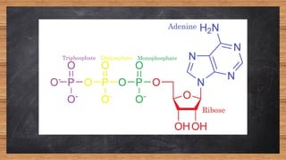 Synthesis of oligonucleotides by phosphoramidite method | PDF