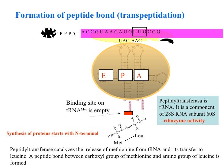 synthesis of proteins__regulation_11 the sites of protien synthesis