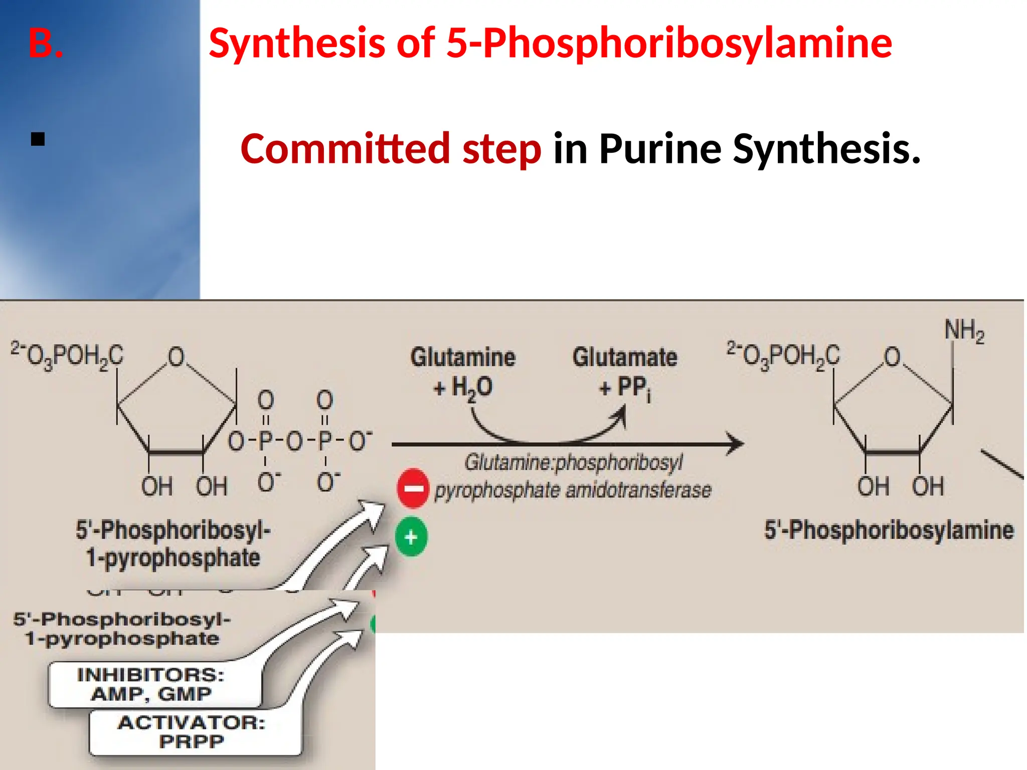 B. Synthesis of 5-Phosphoribosylamine
 Committed step in Purine Synthesis.
 