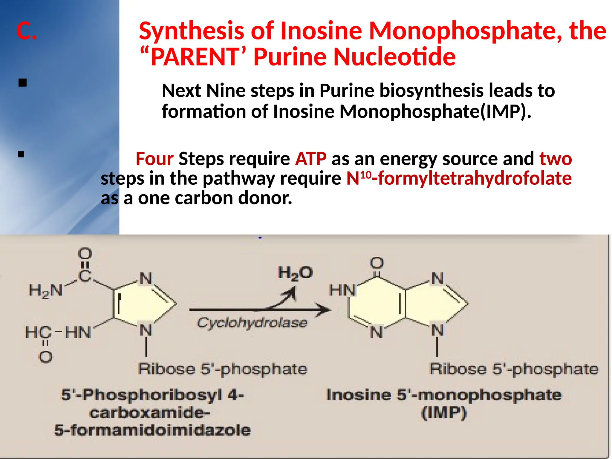 C. Synthesis of Inosine Monophosphate, the
“PARENT’ Purine Nucleotide
 Next Nine steps in Purine biosynthesis leads to
formation of Inosine Monophosphate(IMP).
 Four Steps require ATP as an energy source and two
steps in the pathway require N10
-formyltetrahydrofolate
as a one carbon donor.
 