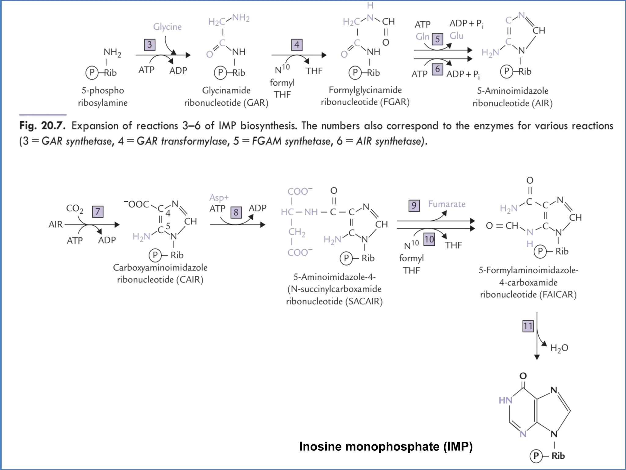 Inosine monophosphate (IMP)
 