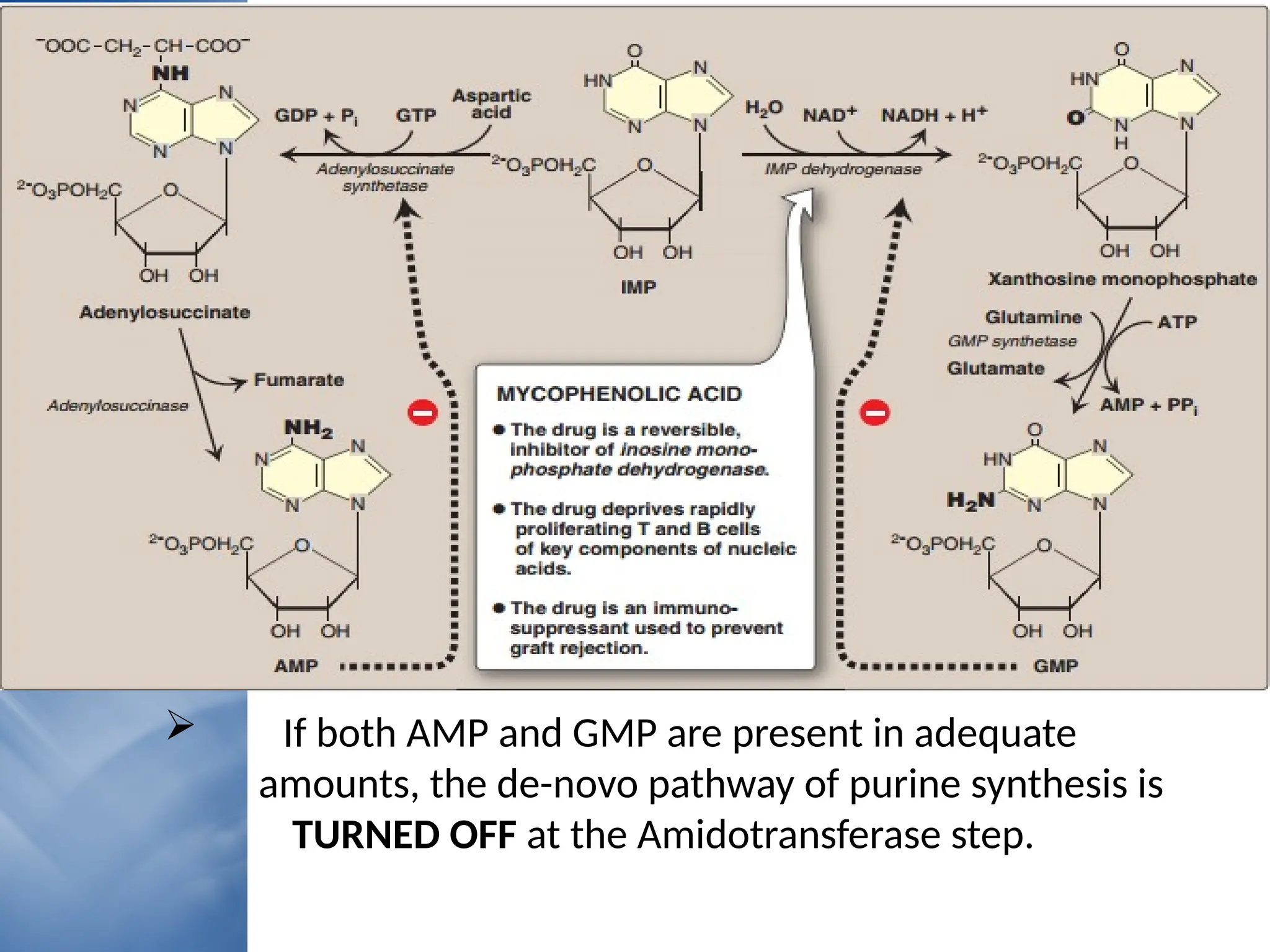  If both AMP and GMP are present in adequate
amounts, the de-novo pathway of purine synthesis is
TURNED OFF at the Amidotransferase step.
 