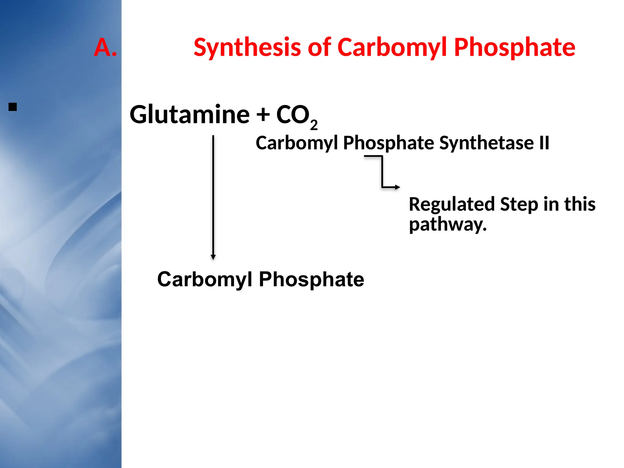 A. Synthesis of Carbomyl Phosphate
 Glutamine + CO2 C
Carbomyl Phosphate Synthetase II
Regulated Step in this
pathway.
Carbomyl Phosphate
 